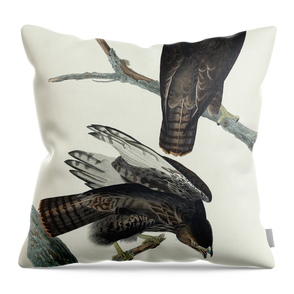 Audubon Birds Throw Pillow featuring the drawing Black Warrior #3 by John James Audubon
