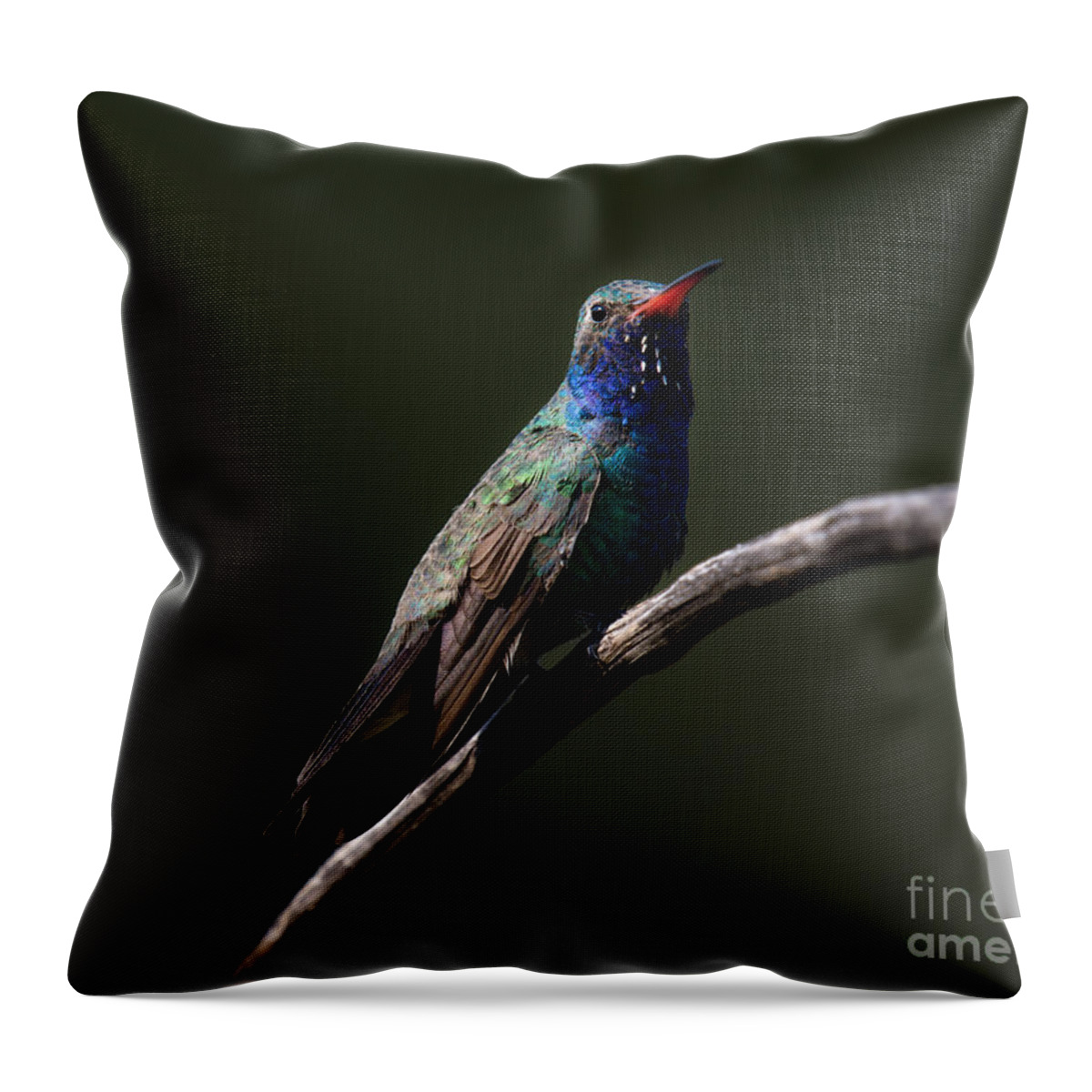 Broad-billed Throw Pillow featuring the photograph Broad-billed Hummingbird #5 by Lisa Manifold
