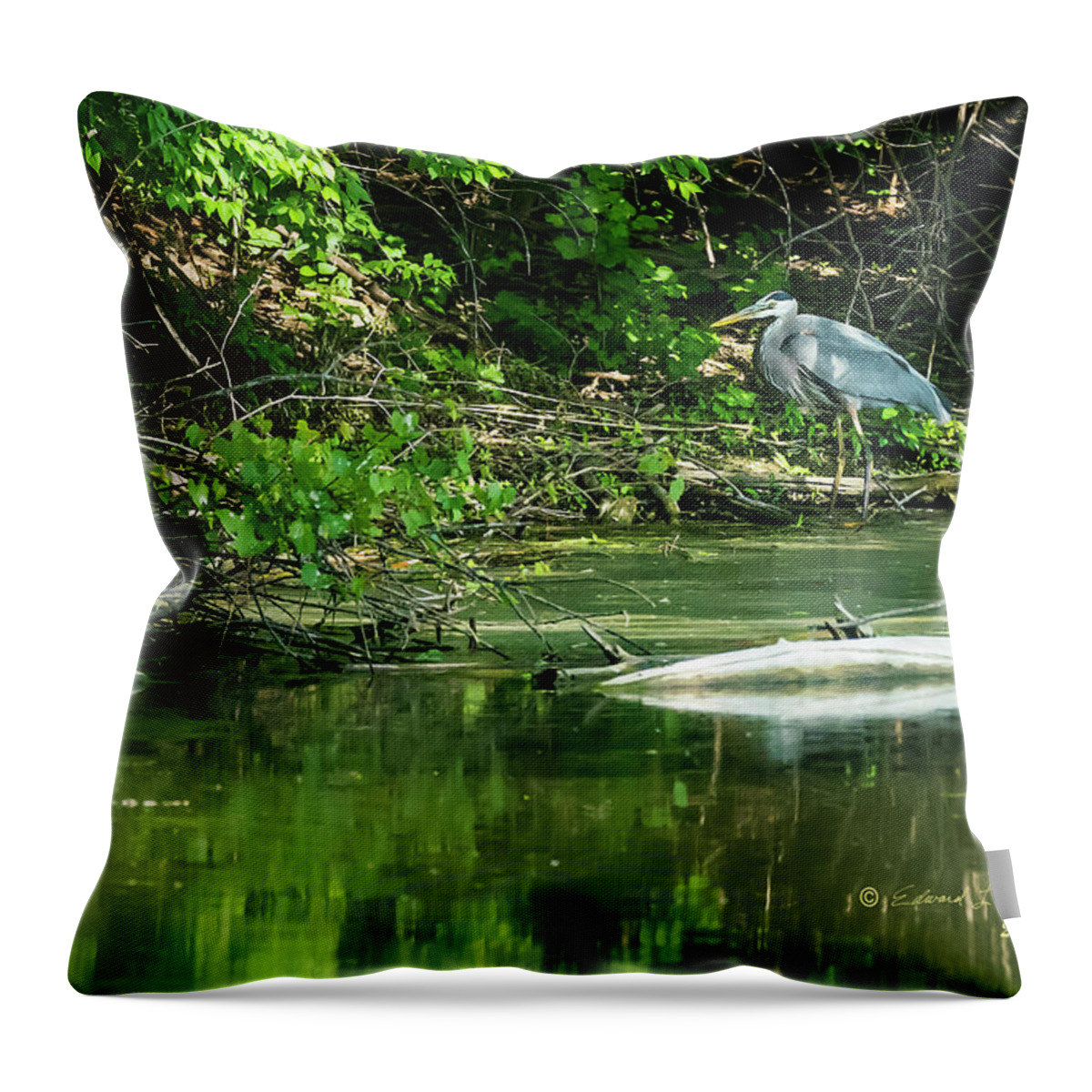 Great Blue Heron Throw Pillow featuring the photograph Great Blue Heron Hunting #3 by Ed Peterson