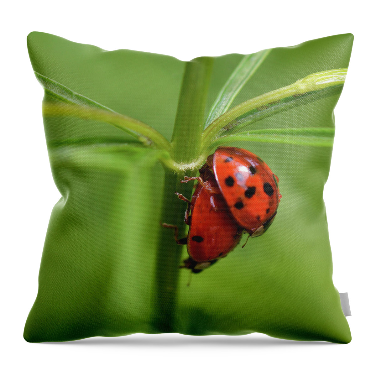  Throw Pillow featuring the photograph Iadybug #3 by Yue Wang