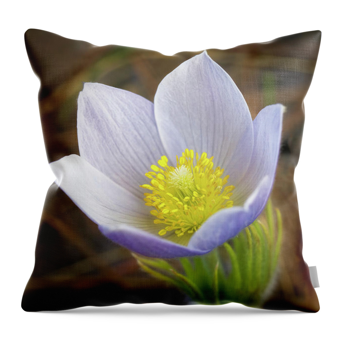 Pasque Flower Throw Pillow featuring the photograph Pasque Flower #3 by Bob Falcone