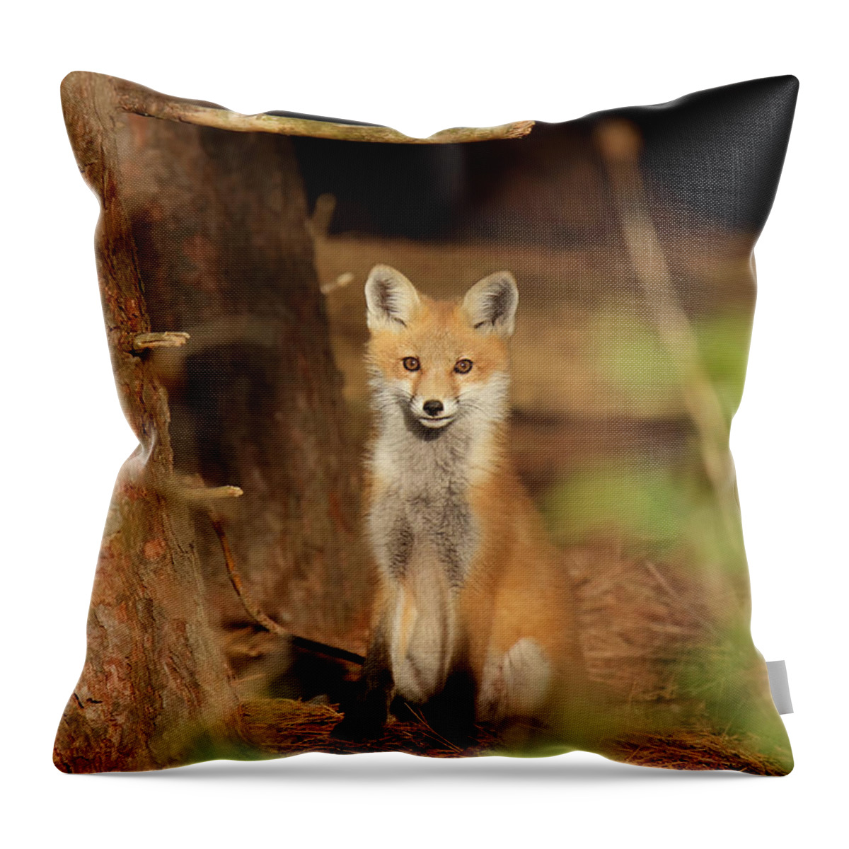 Red Fox Throw Pillow featuring the photograph Red Fox #4 by Brook Burling