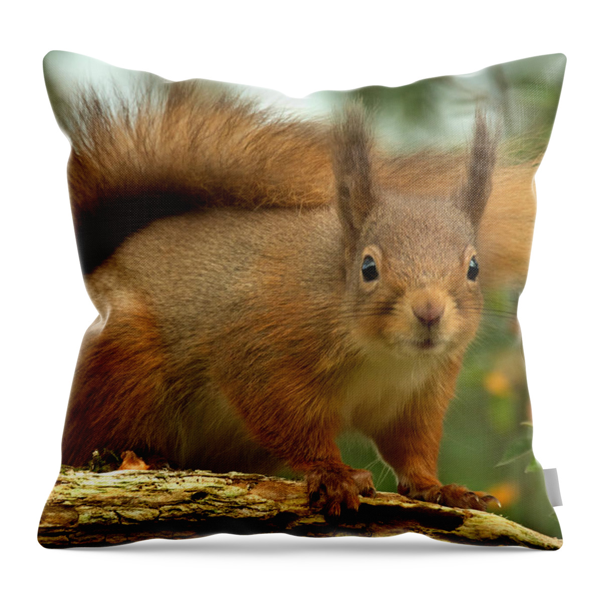 Red Squirrel Throw Pillow featuring the photograph Red Squirrel #3 by Gavin MacRae