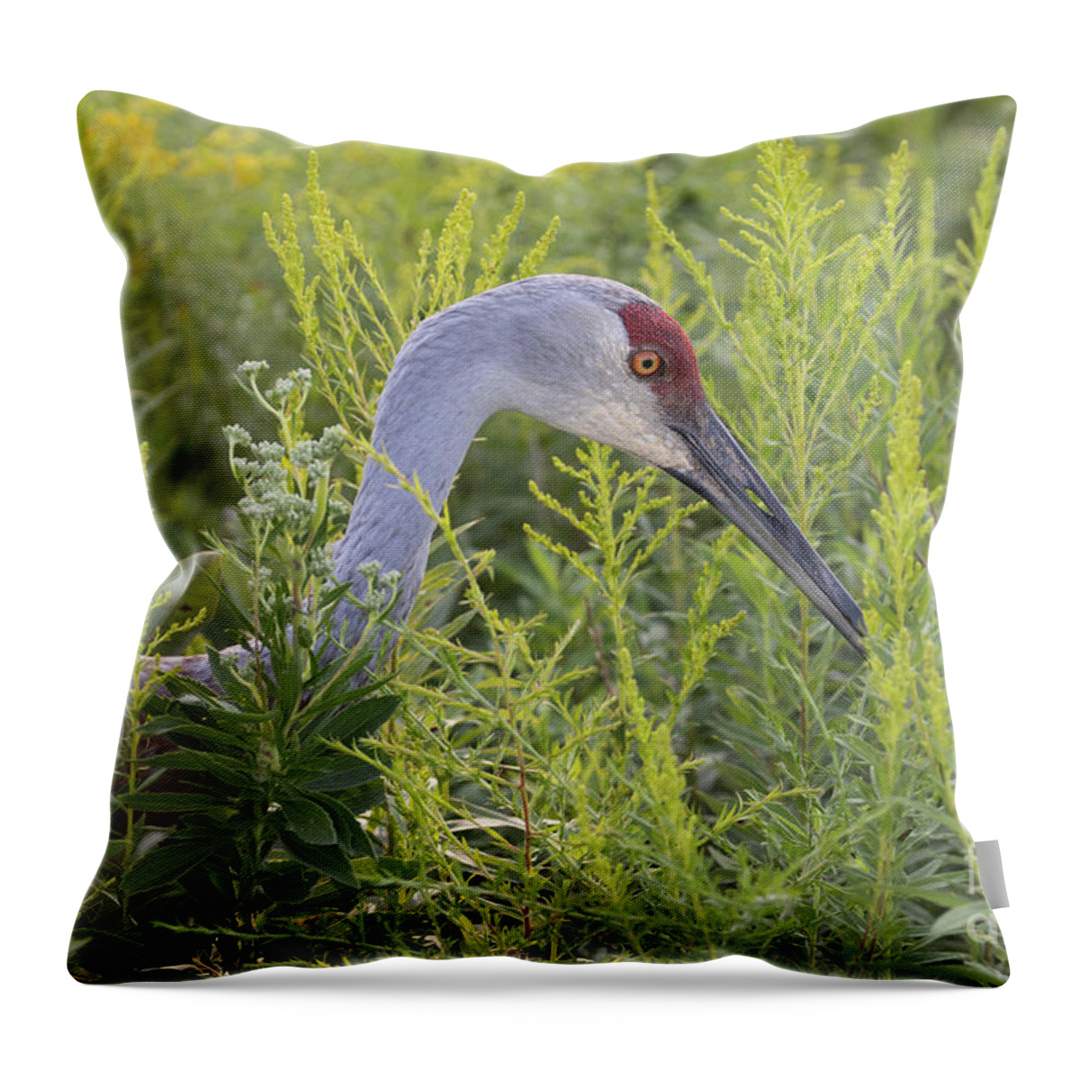 Sandhill Crane Throw Pillow featuring the photograph Sandhill Crane by Jeannette Hunt