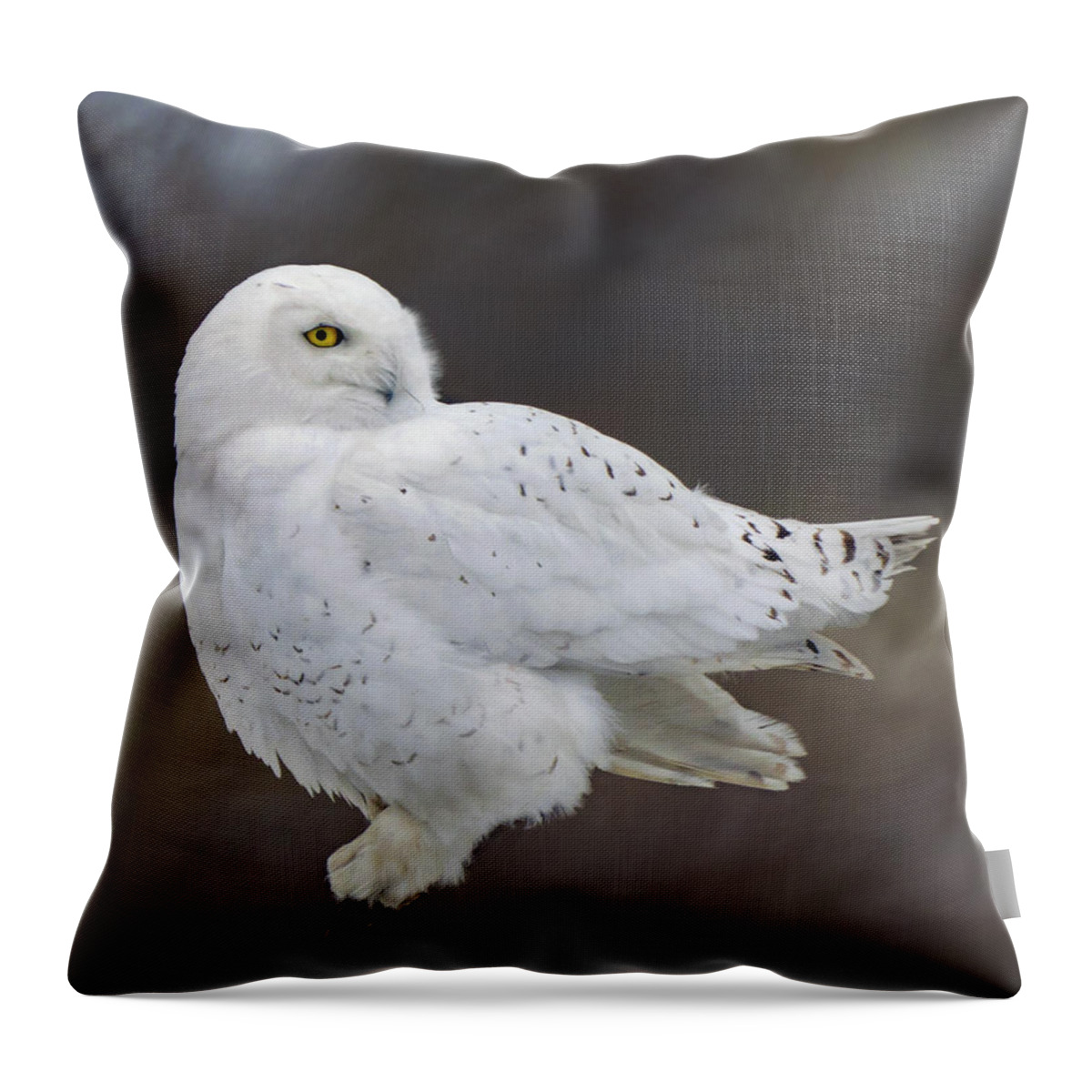 Owl Throw Pillow featuring the photograph Snowy Owl #3 by Timothy McIntyre