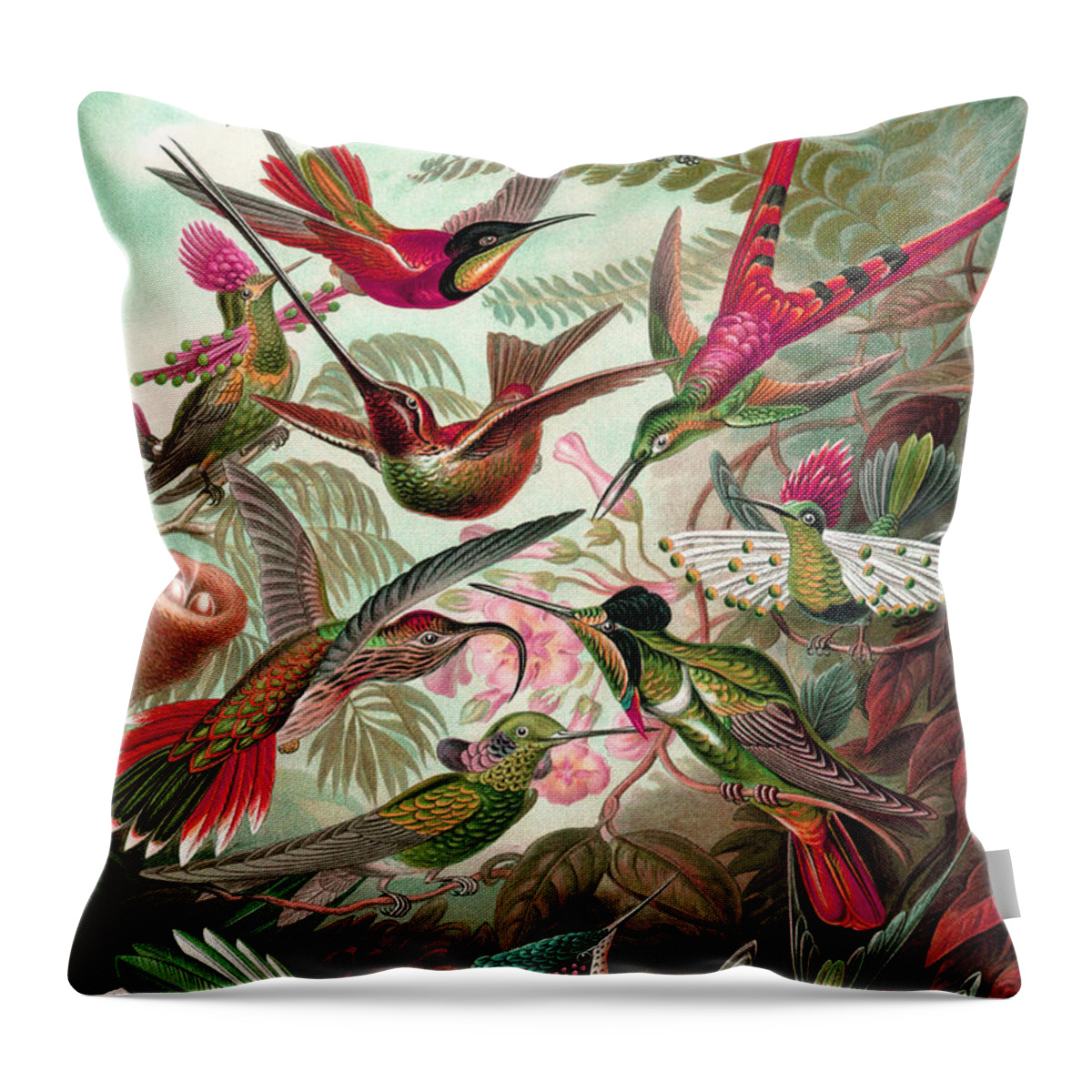Ernst Haeckel Throw Pillow featuring the drawing Trochilidae by Ernst Haeckel #1 by Mango Art