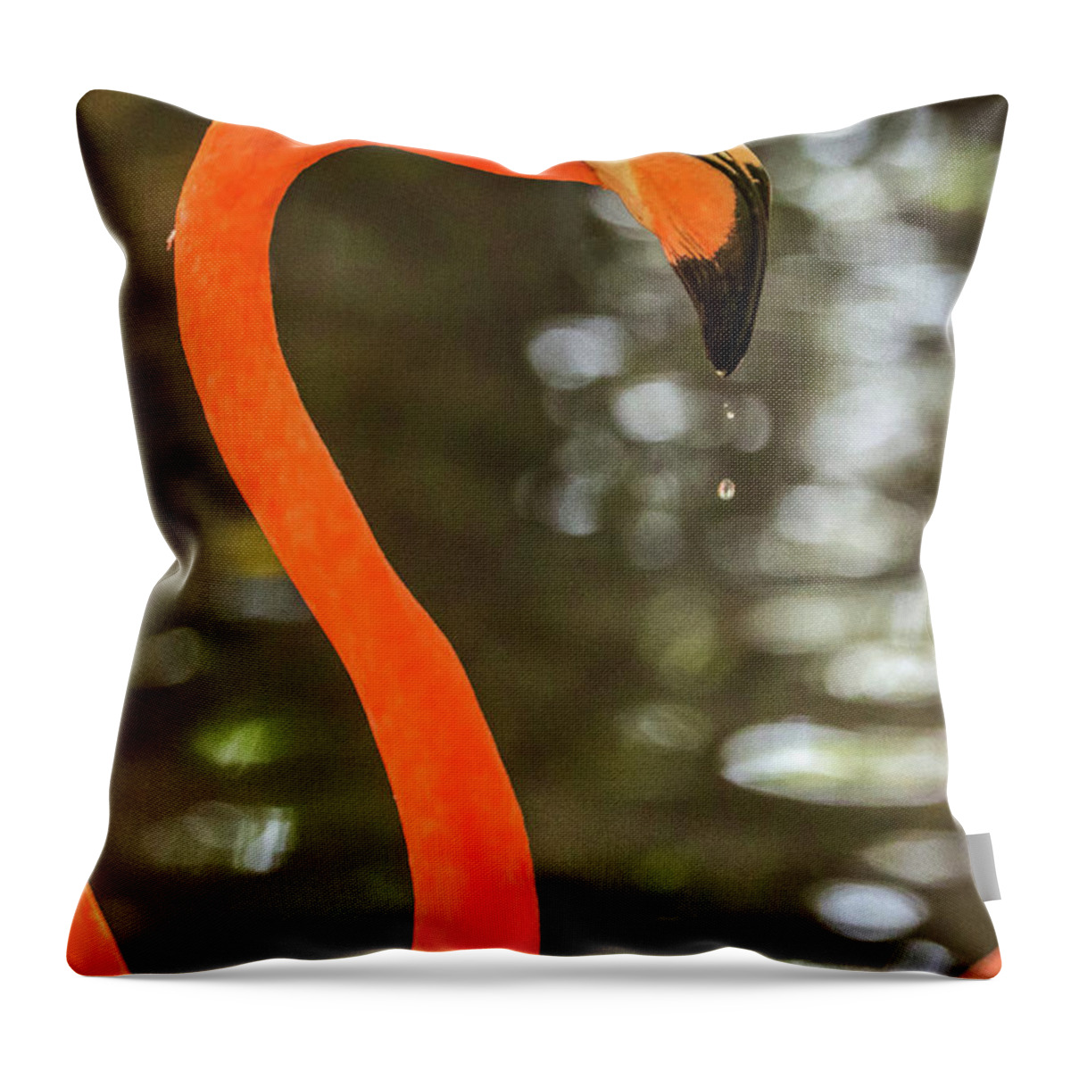 Flamingos Cartagena Colombia Throw Pillow featuring the photograph Flamingos Cartagena Colombia #39 by Paul James Bannerman
