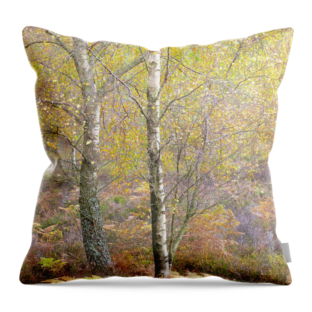 Autumn Throw Pillow featuring the photograph Autumn with bilberries, bracken and silver birch trees #4 by Anita Nicholson