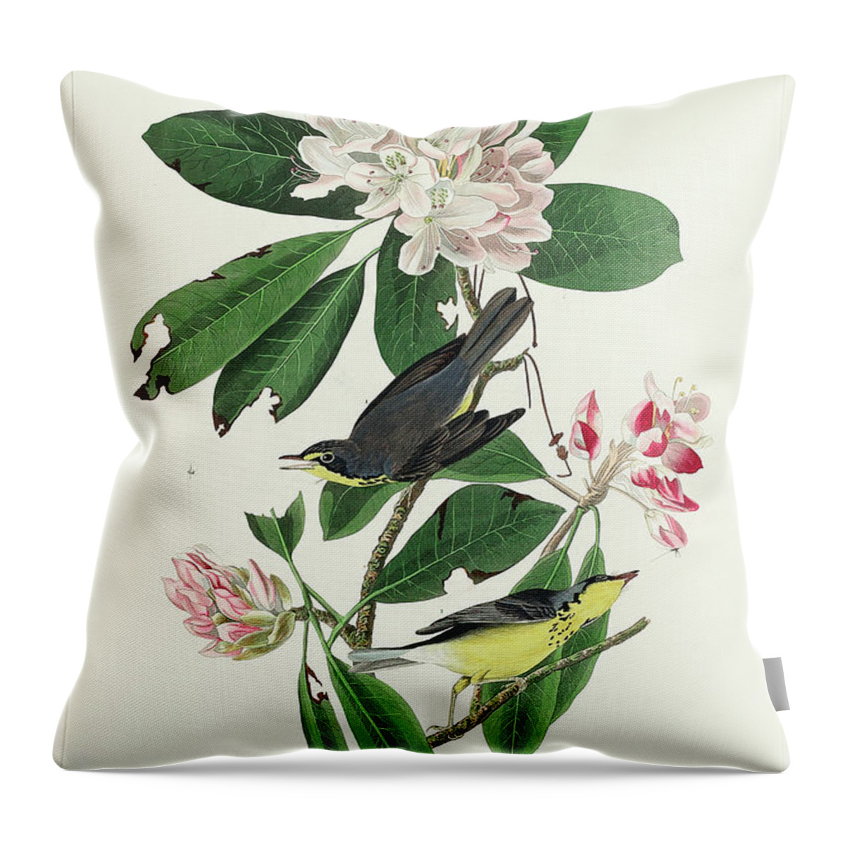 Audubon Birds Throw Pillow featuring the drawing Canada Warbler #4 by John James Audubon