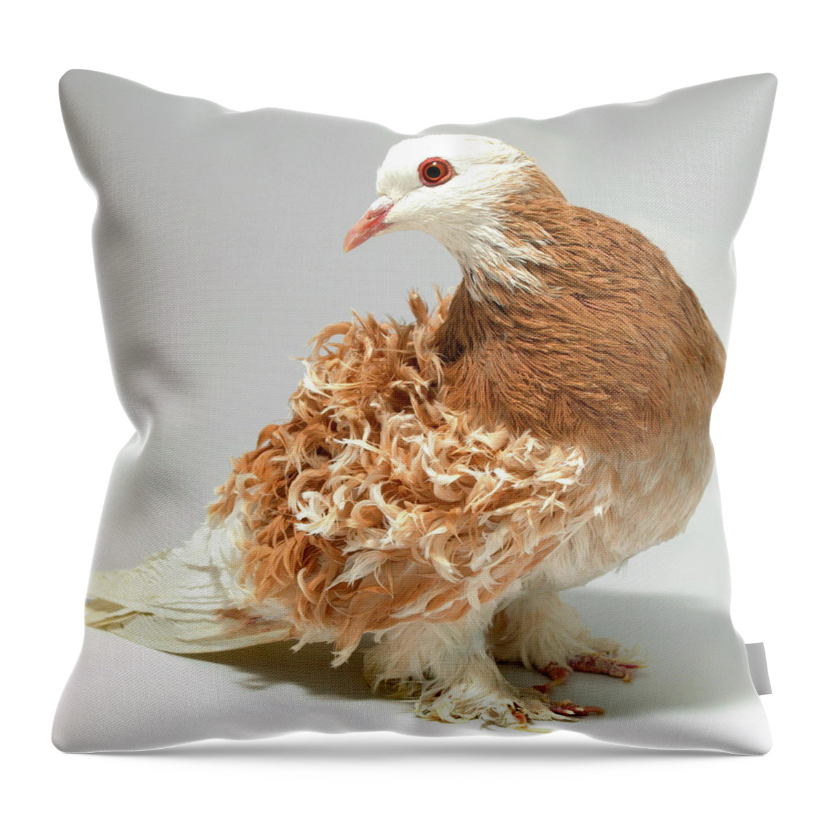 Pigeon Throw Pillow featuring the photograph Frillback Pigeon #4 by Nathan Abbott