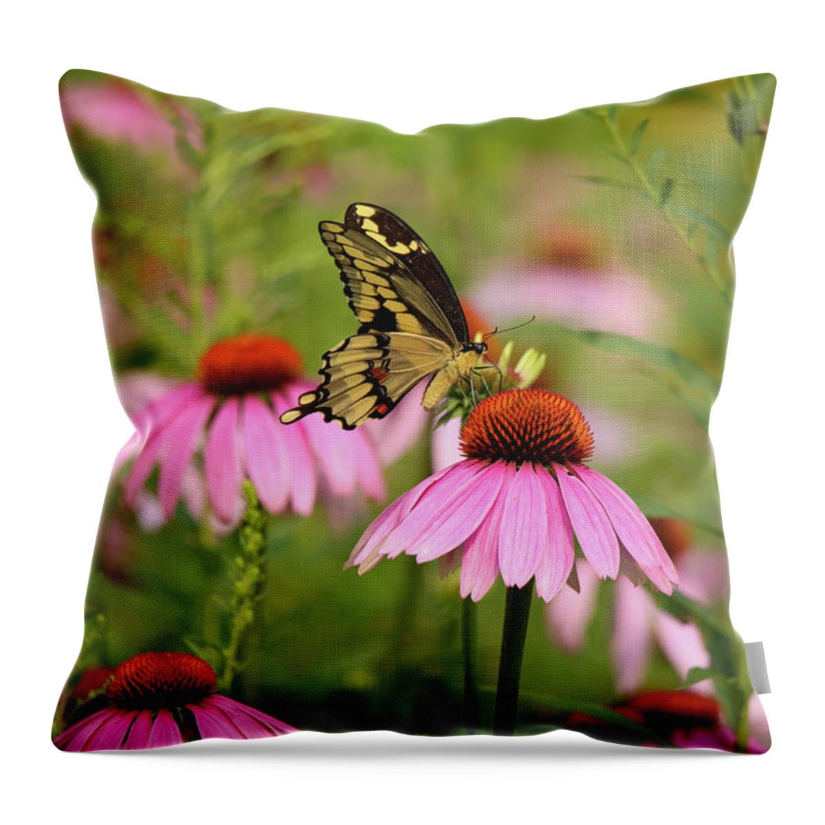 Butterfly Throw Pillow featuring the photograph Giant Swallowtail #4 by Brook Burling