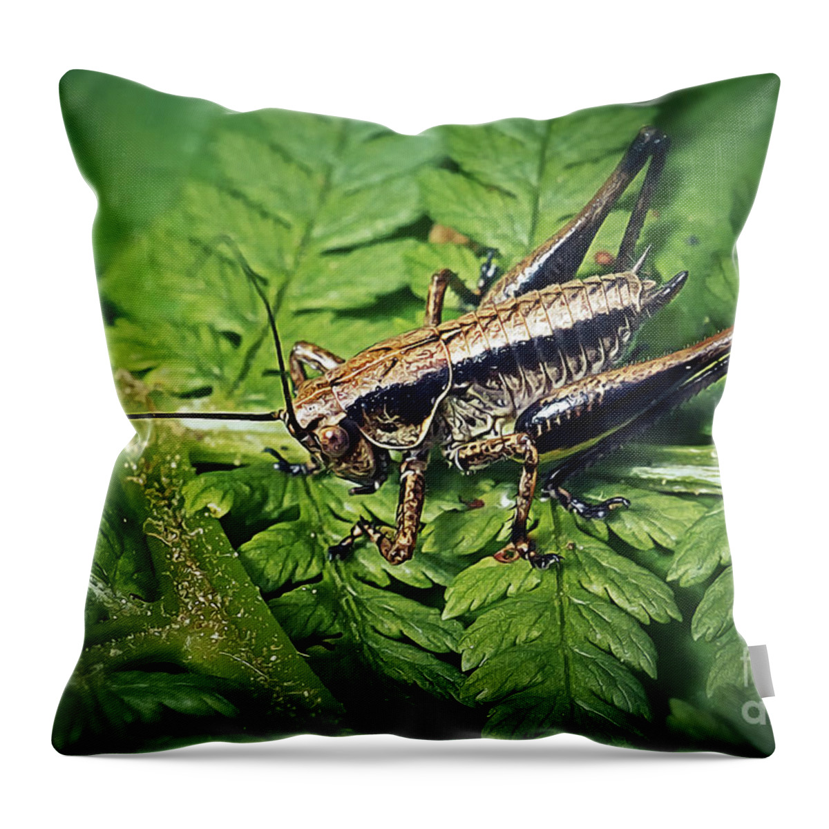 Photo Throw Pillow featuring the photograph Pholidoptera griseoaptera Dark Bush-Cricket Insect #4 by Frank Ramspott