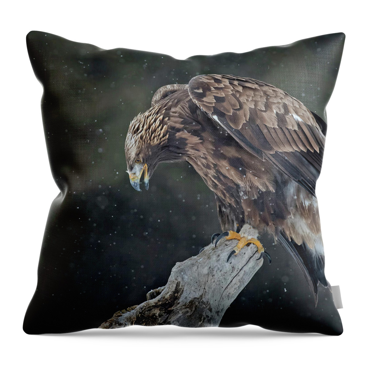 Eagle Throw Pillow featuring the photograph Golden Eagle #5 by CR Courson