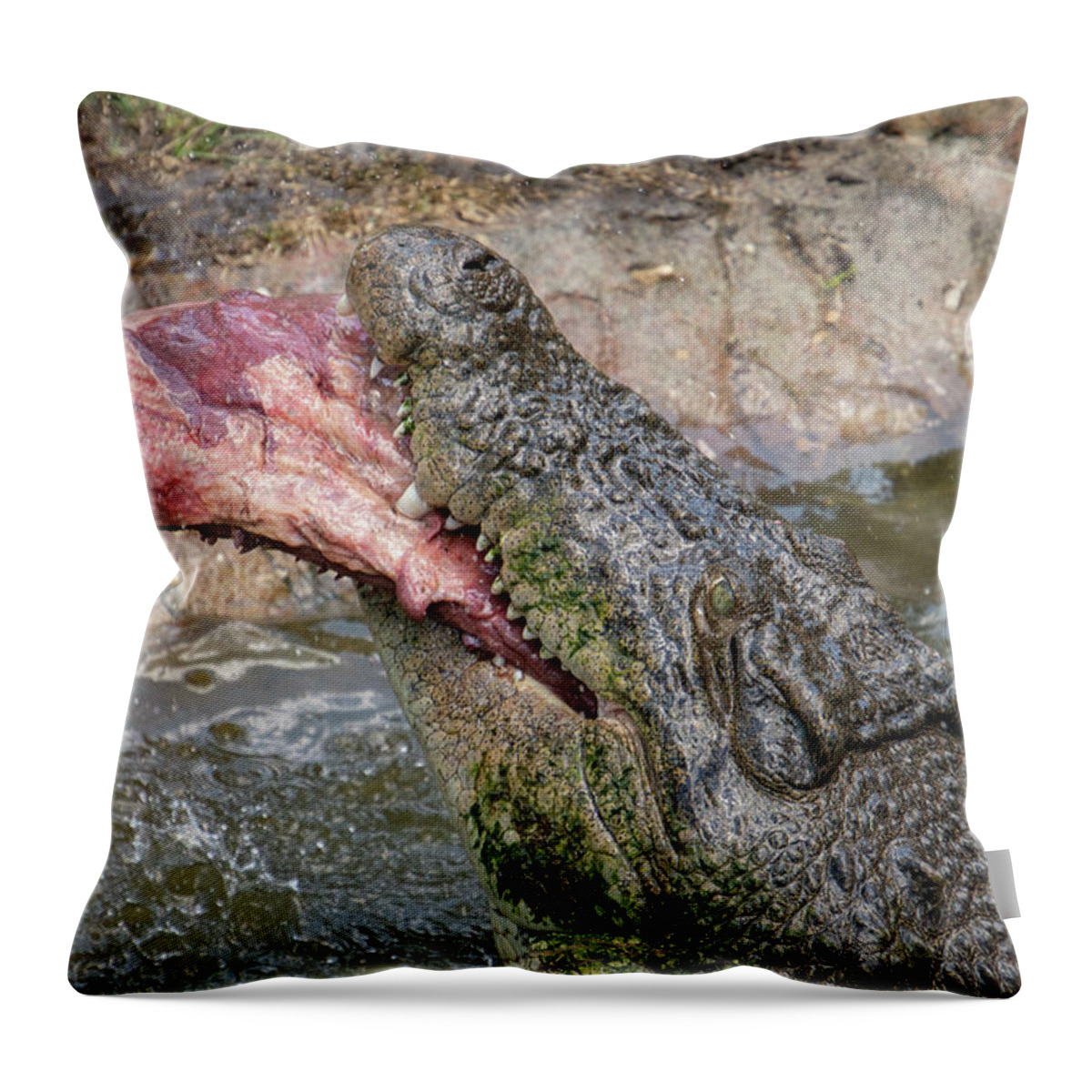 Saltwater Throw Pillow featuring the photograph Saltwater Crocodile Eating #1 by Carolyn Hutchins