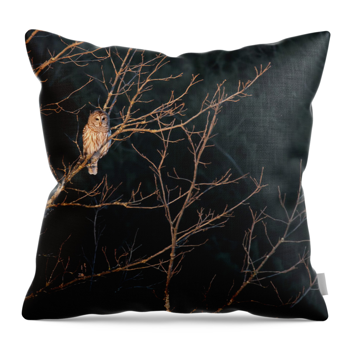 Barred Owl Throw Pillow featuring the photograph Barred Owl #6 by Brook Burling