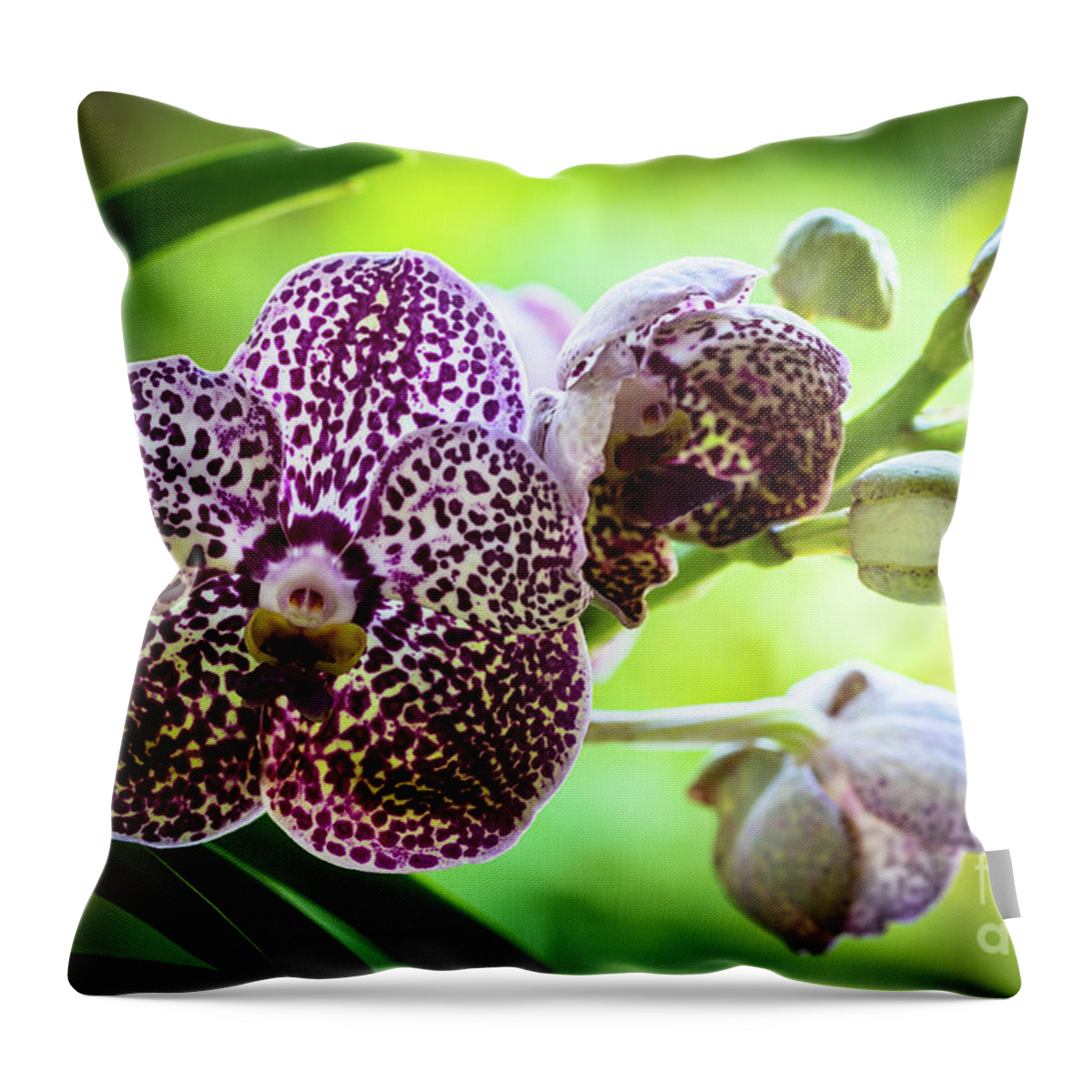 Ascda Kulwadee Fragrance Throw Pillow featuring the photograph Spotted Vanda Orchid Flowers #6 by Raul Rodriguez