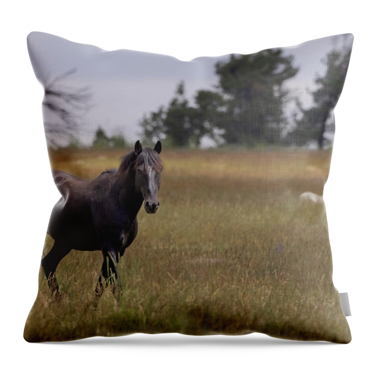 Horse Throw Pillow featuring the photograph Stallion #6 by Laura Terriere