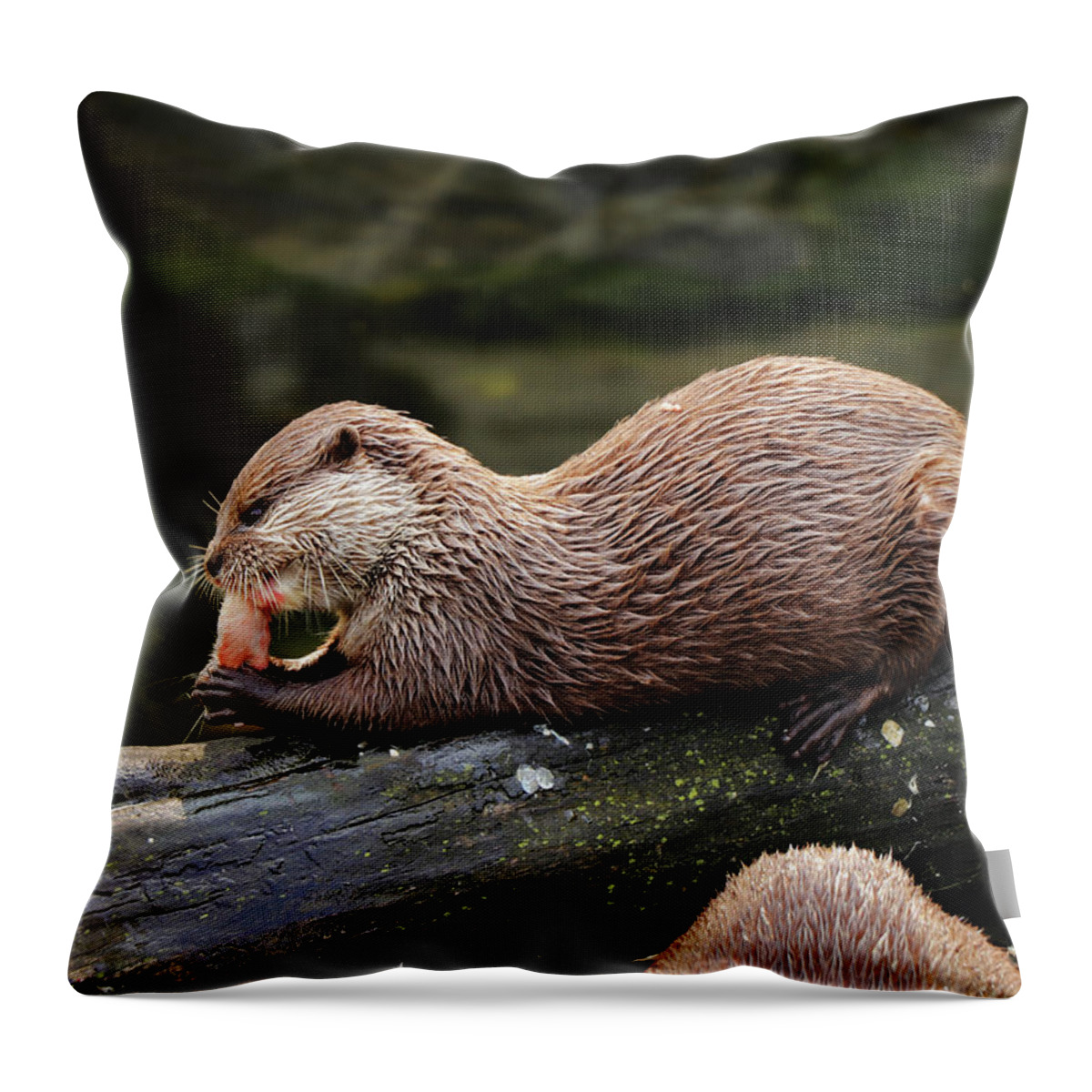 Asian Small-clawed Otter Throw Pillow featuring the photograph A asian small clawed otter lying on big tree trunk and eating small piece of meal or some small fish on dinner. After that she deserved some relaxing by Vaclav Sonnek
