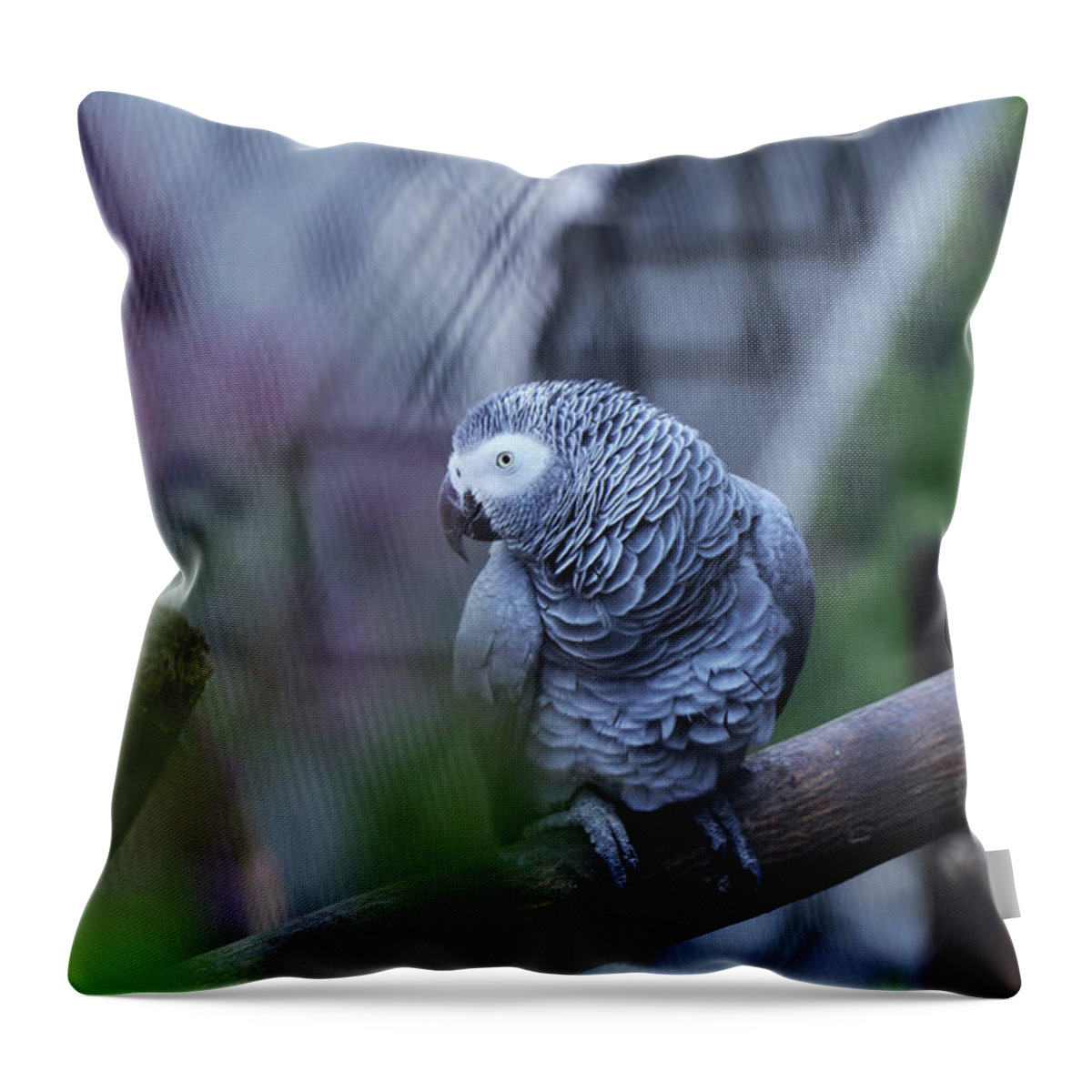 Grey Parrot Throw Pillow featuring the photograph Seductive view of Grey parrot by Vaclav Sonnek