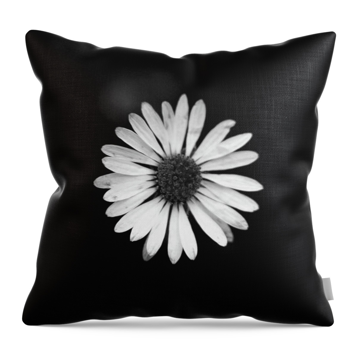 Bellis Perennis Throw Pillow featuring the photograph Black and white bloom of bellis perennis by Vaclav Sonnek