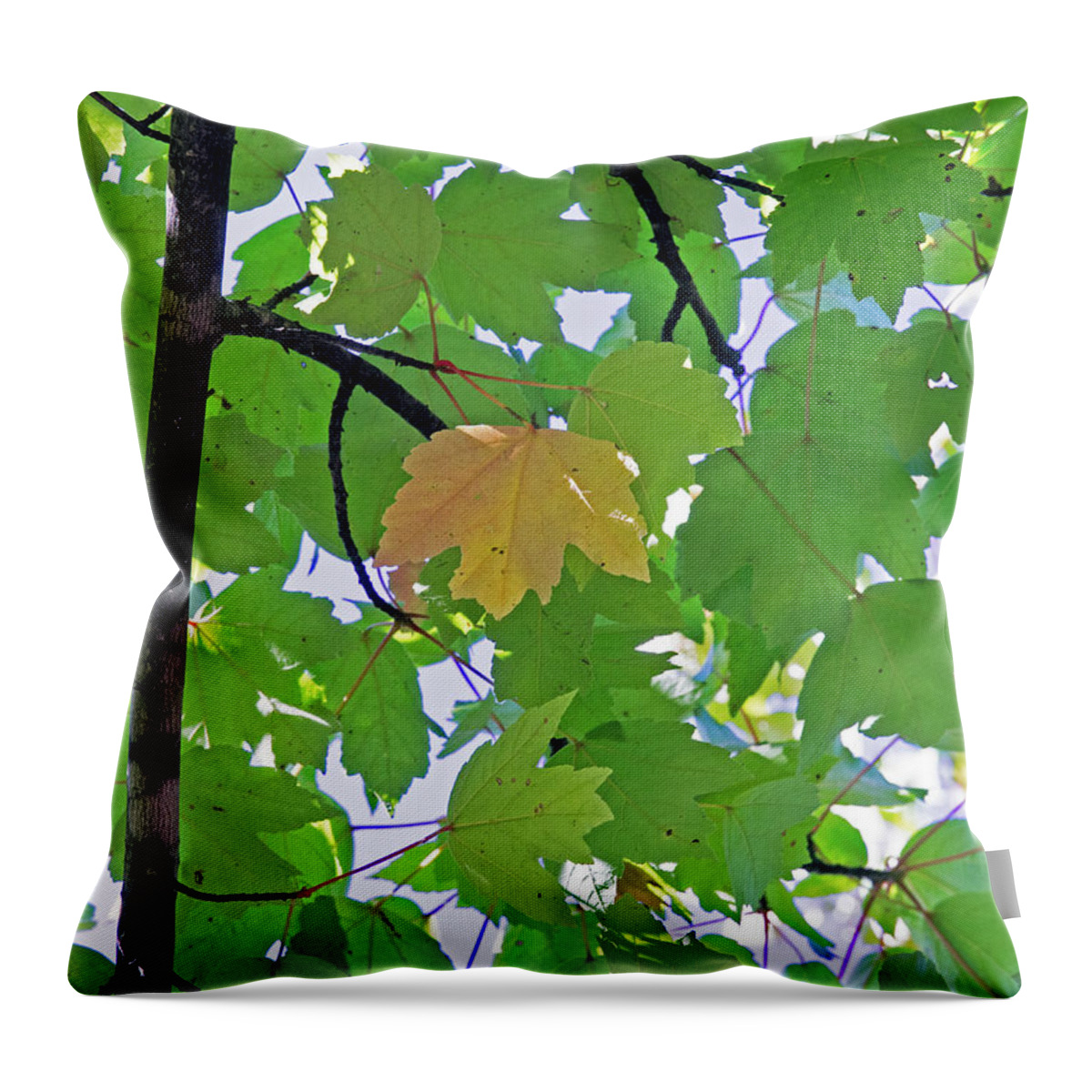 Background Throw Pillow featuring the photograph A Canopy Of Leaves by David Desautel