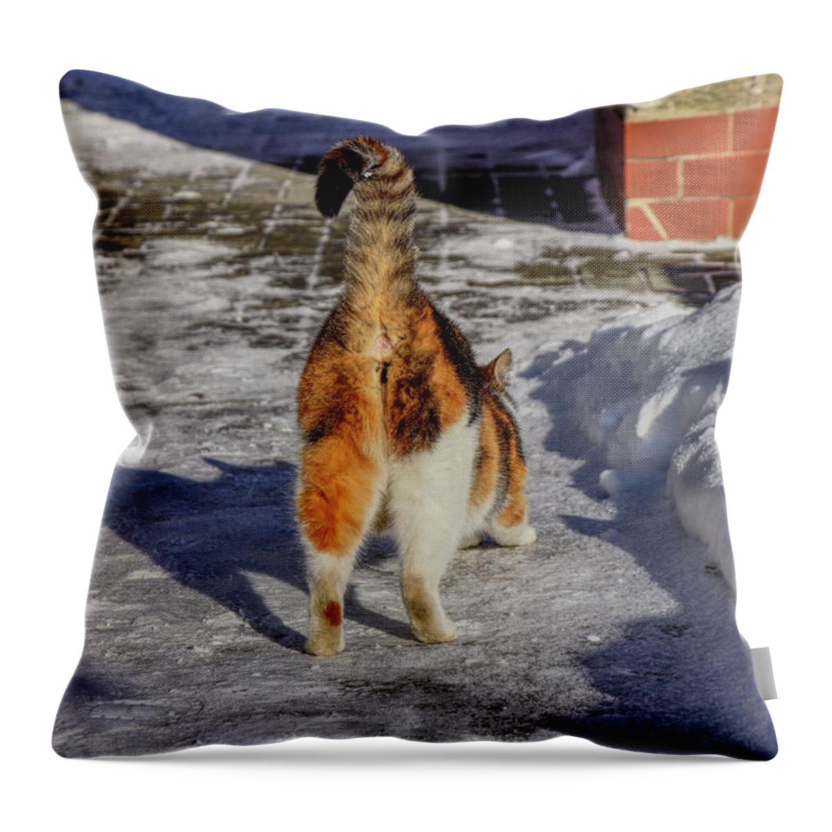 Liza Throw Pillow featuring the photograph A domestic cat is stretching the muscles in body after long night. A Beautiful colorful fur with big tail. She show us her animal ass by Vaclav Sonnek