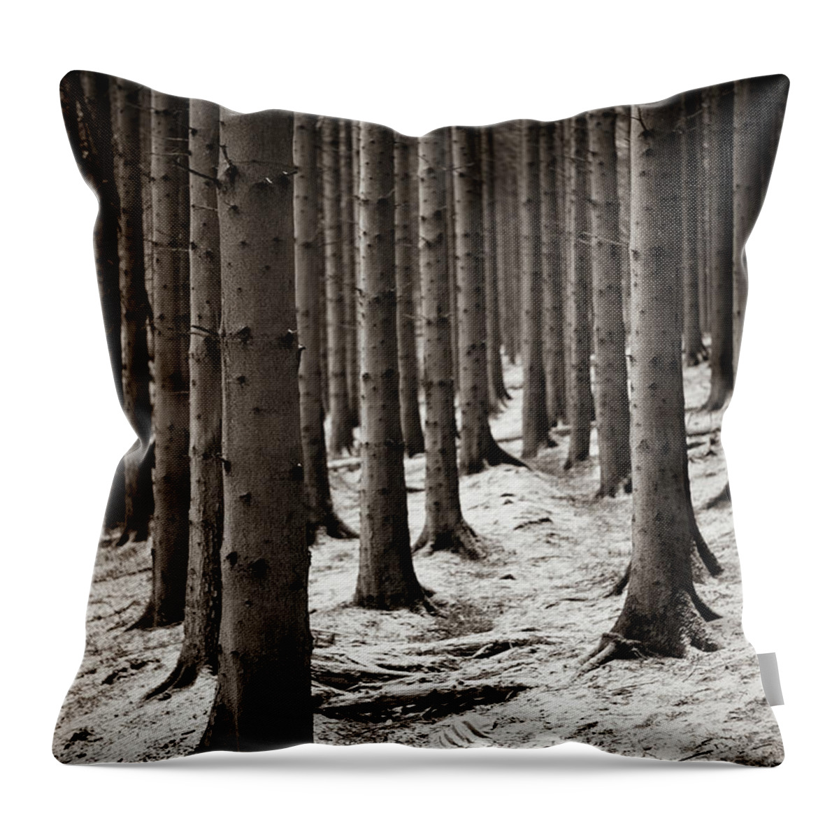 Pine Forest Throw Pillow featuring the photograph A dusting of snow by Gavin Lewis