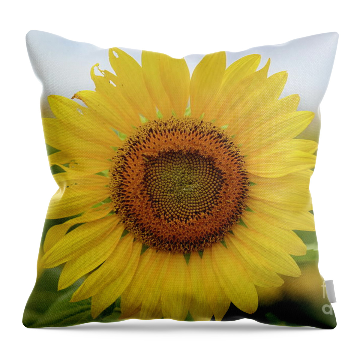Sunflowers Throw Pillow featuring the photograph A field of sunflower by Diana Mary Sharpton