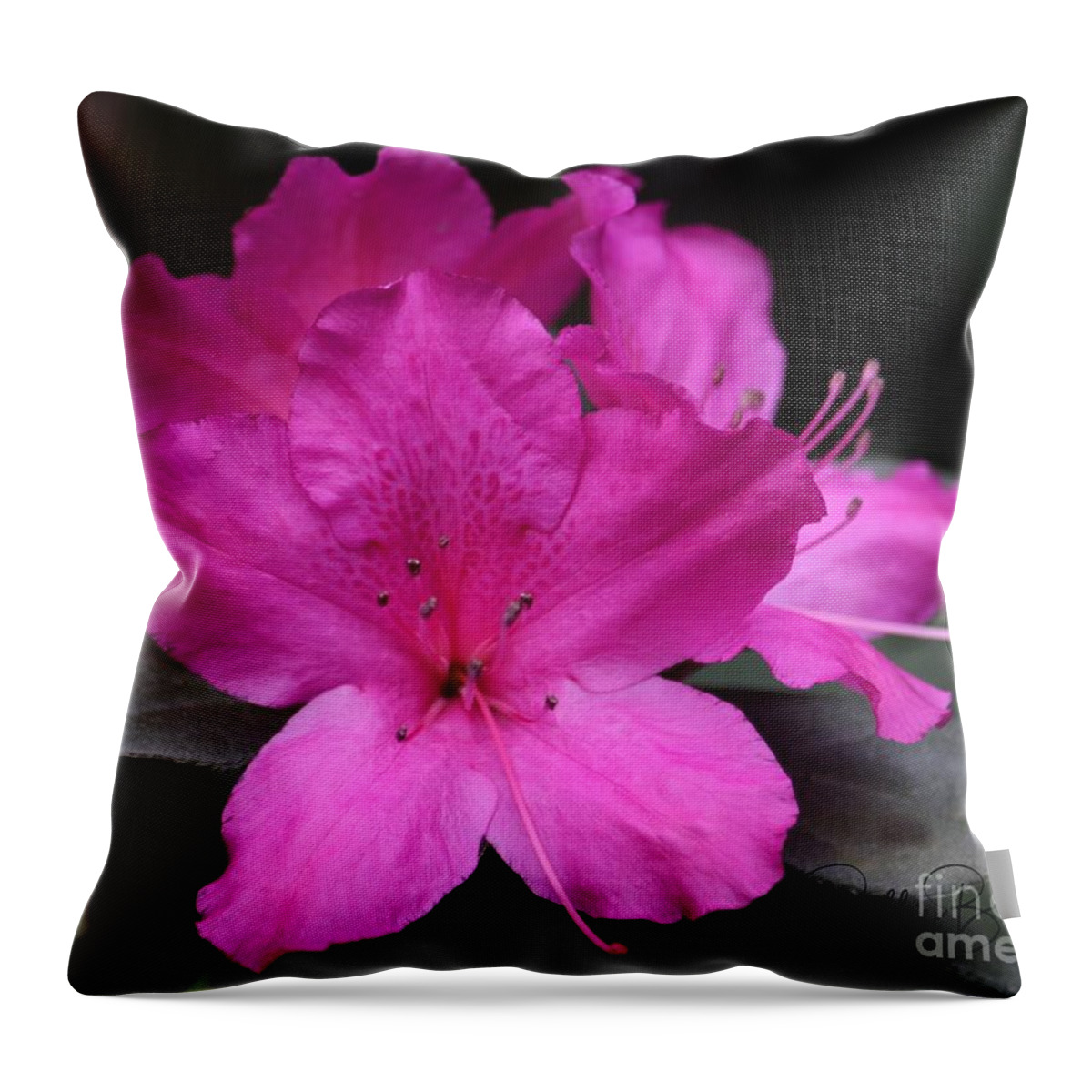 Fuschia Throw Pillow featuring the photograph A Fuschia Azalea Bursts Forth In The Spring by Philip And Robbie Bracco