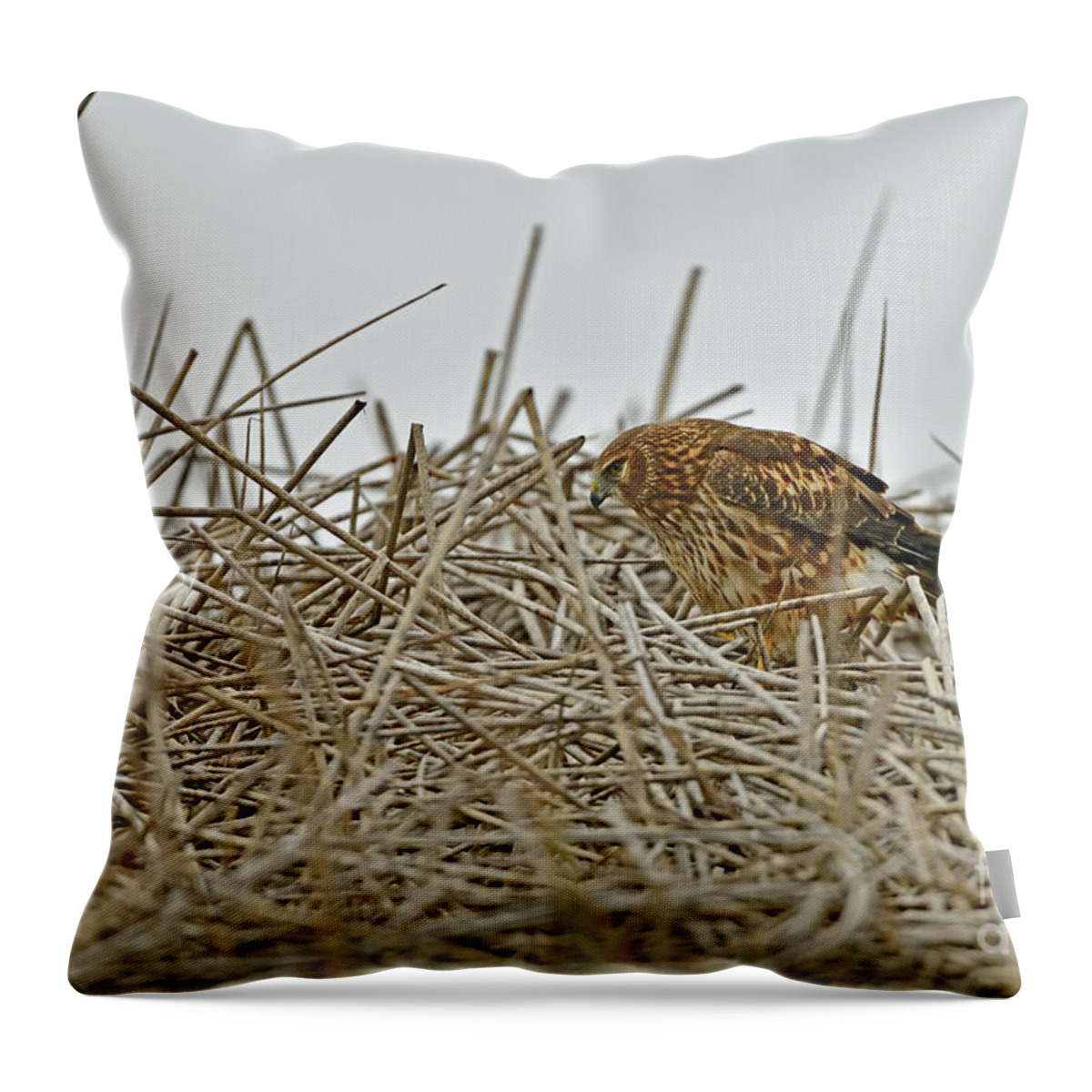 Hawk Throw Pillow featuring the photograph A Hawk by Amazing Action Photo Video