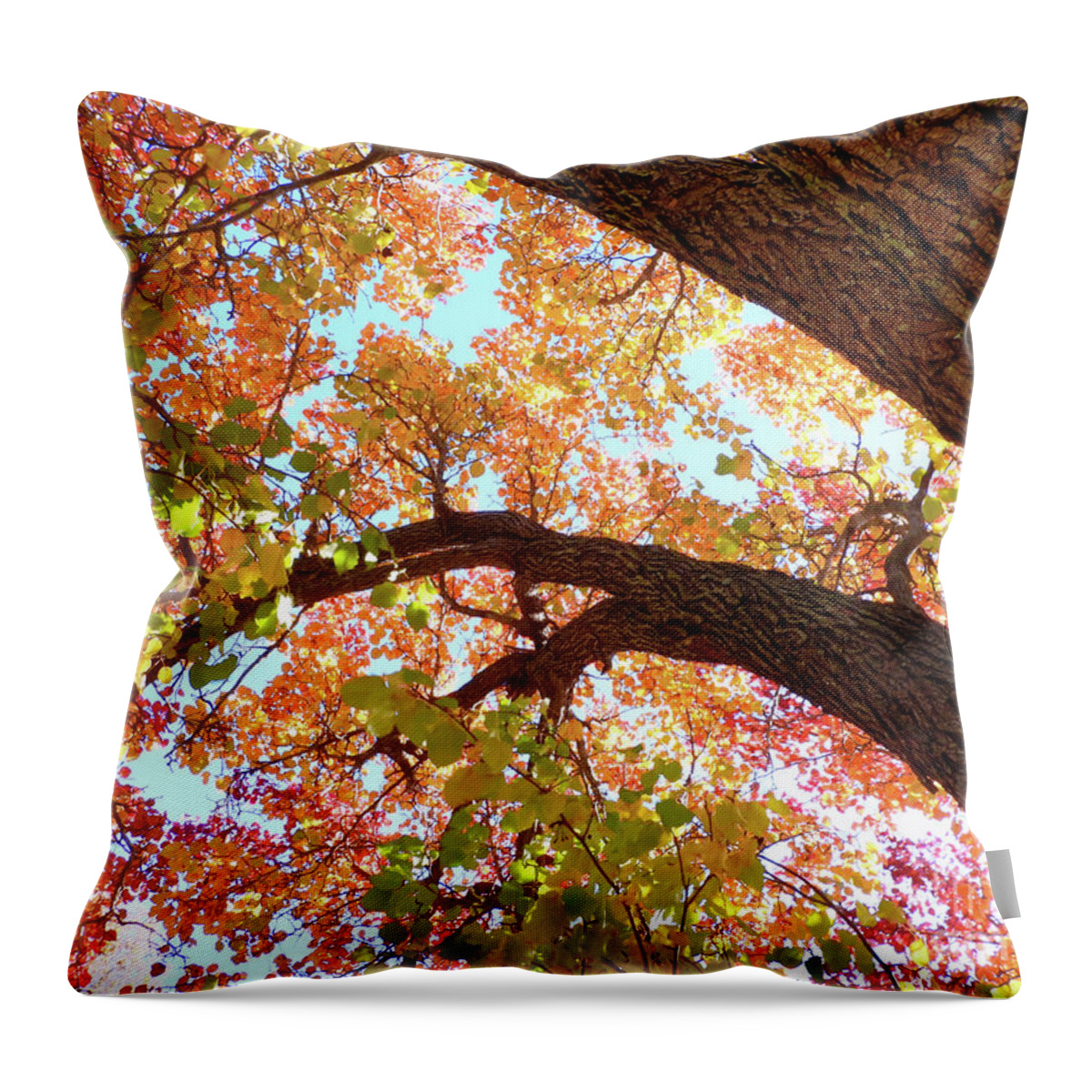 Autumn Throw Pillow featuring the photograph A Look Up by Scott Cameron
