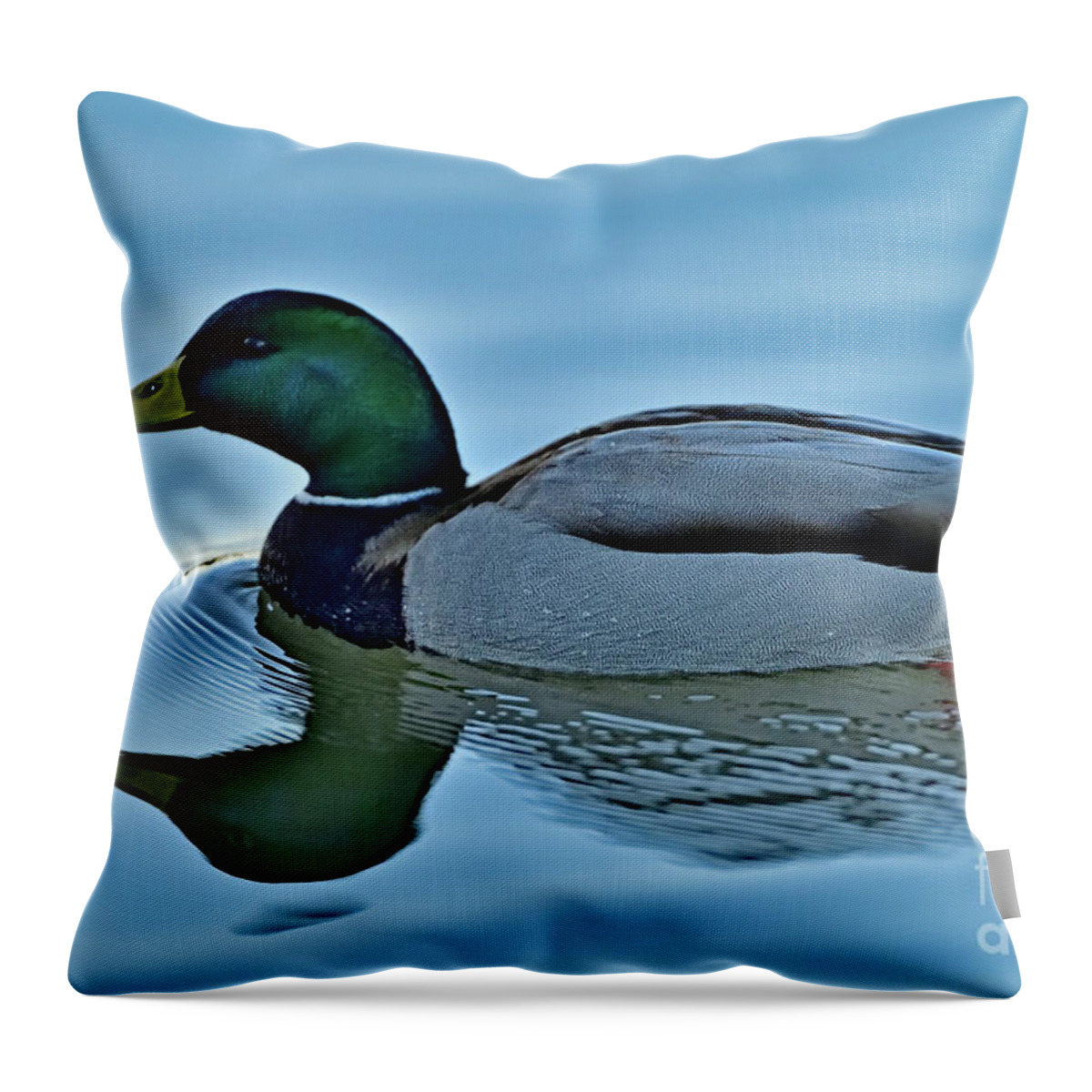Mallard Duck Throw Pillow featuring the photograph A Male Mallard Duck by Amazing Action Photo Video