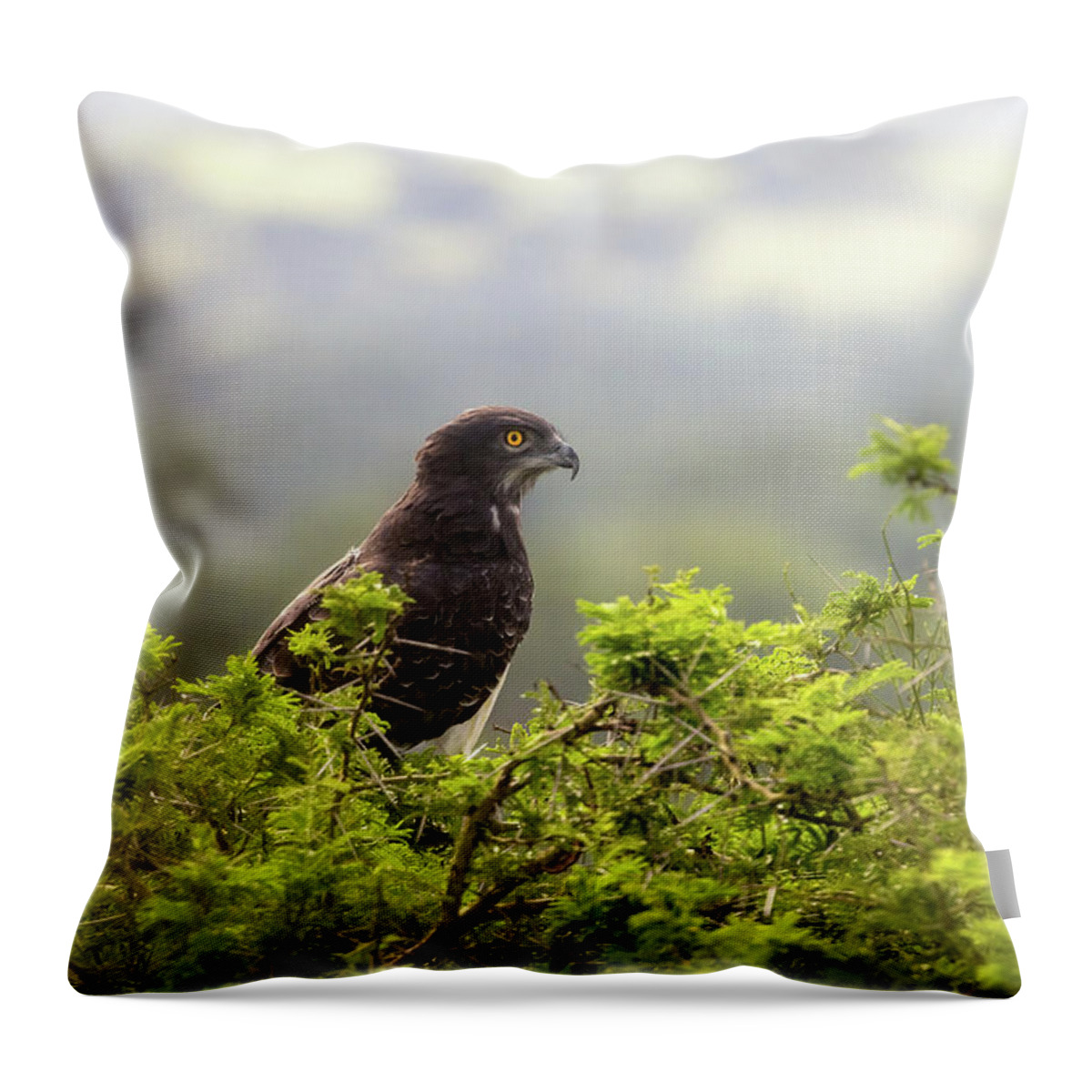 Martial Eagle Throw Pillow featuring the photograph A martial eagle, Polemaetus bellicosus, perched in a tree in Queen Elizabeth National Park, Uganda. This large eagle is now an endangered species. by Jane Rix
