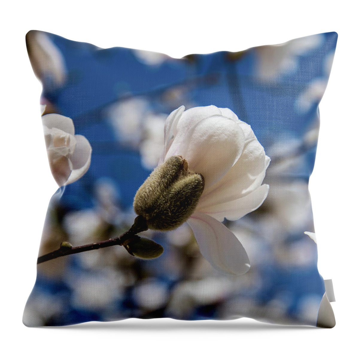 Magnolia Throw Pillow featuring the photograph A New Bloom Under Blue Skies by Rose Guinther