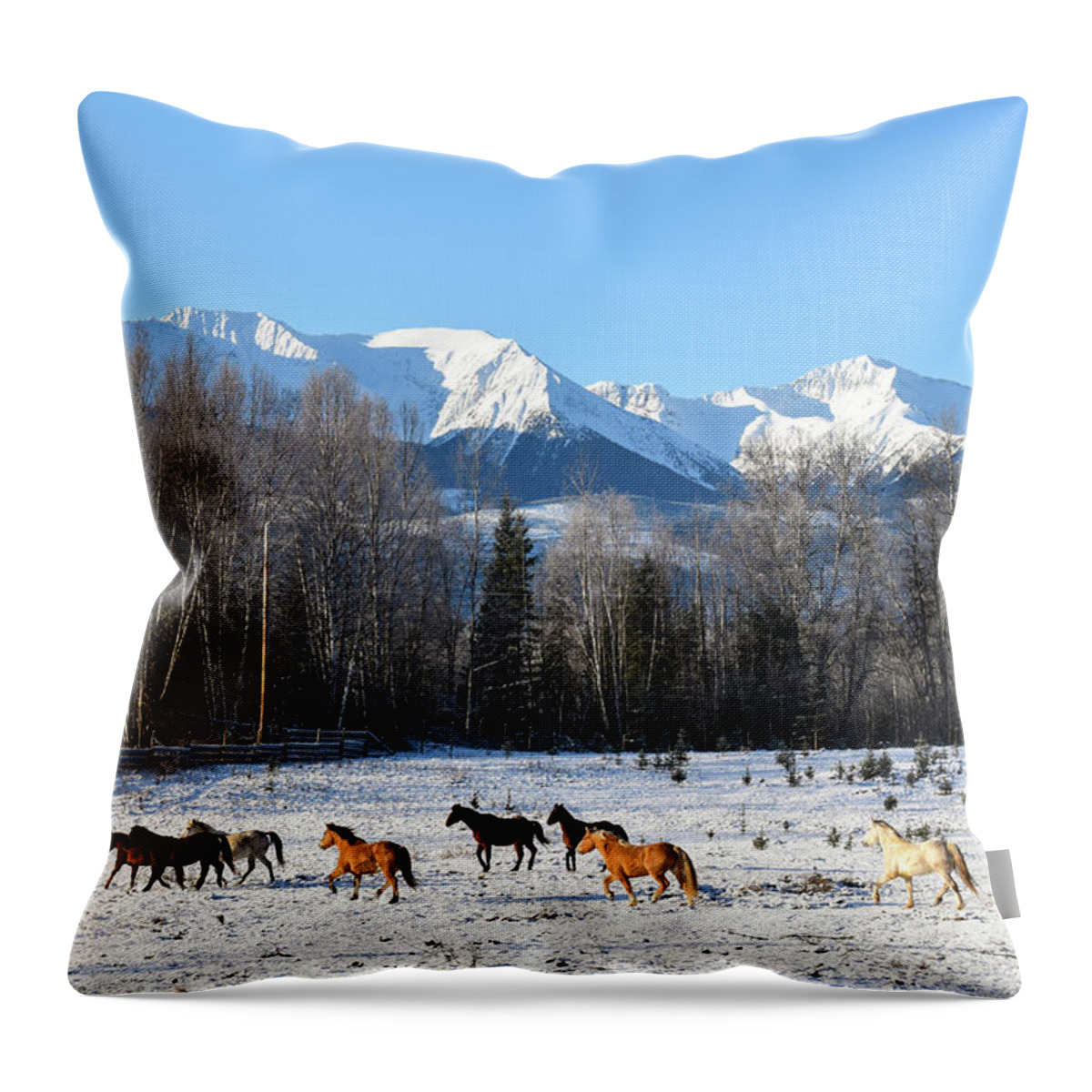 Winter Throw Pillow featuring the photograph A New Day by Listen To Your Horse