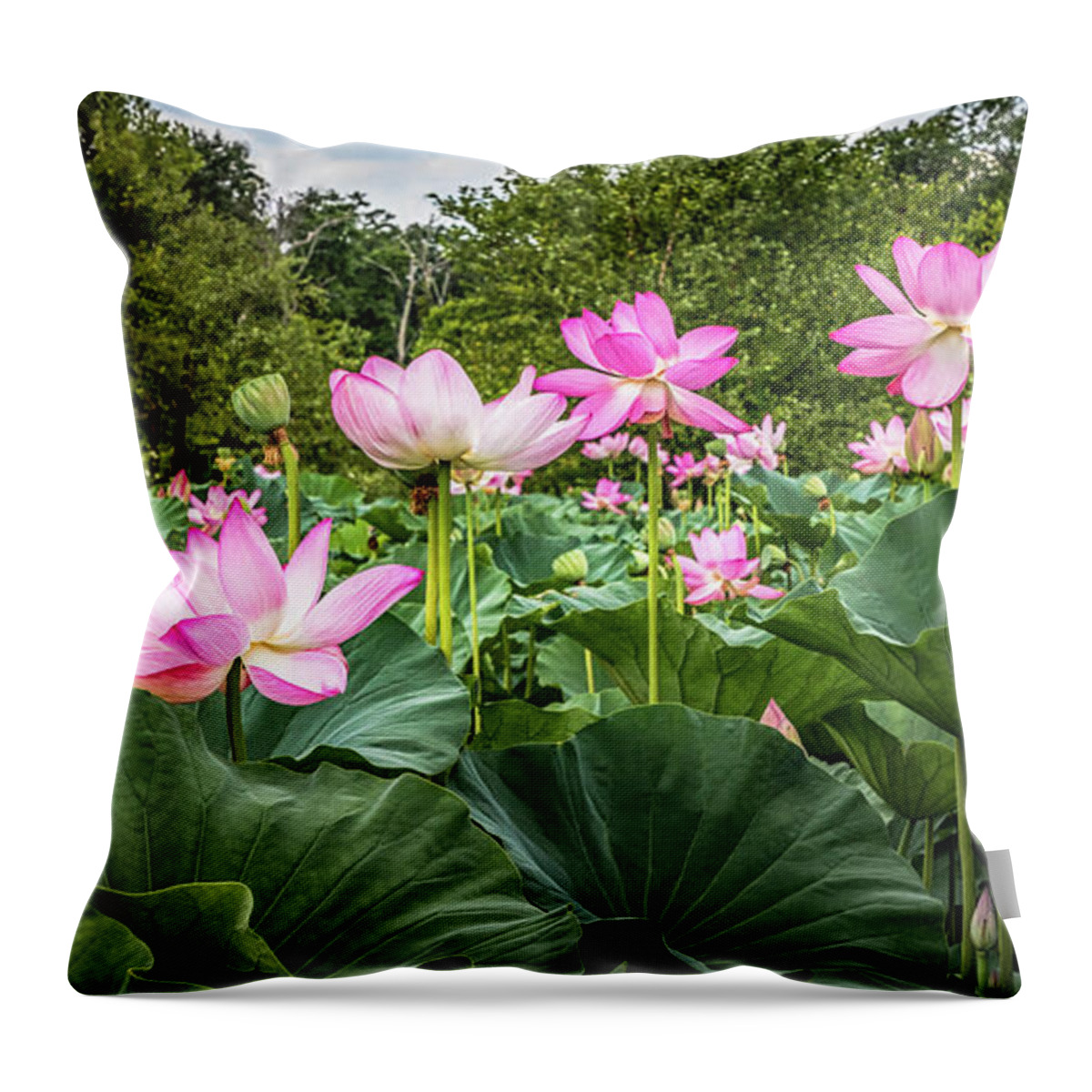 Lotus Flowers Throw Pillow featuring the photograph A Pond With Lotus Flowers by Elvira Peretsman