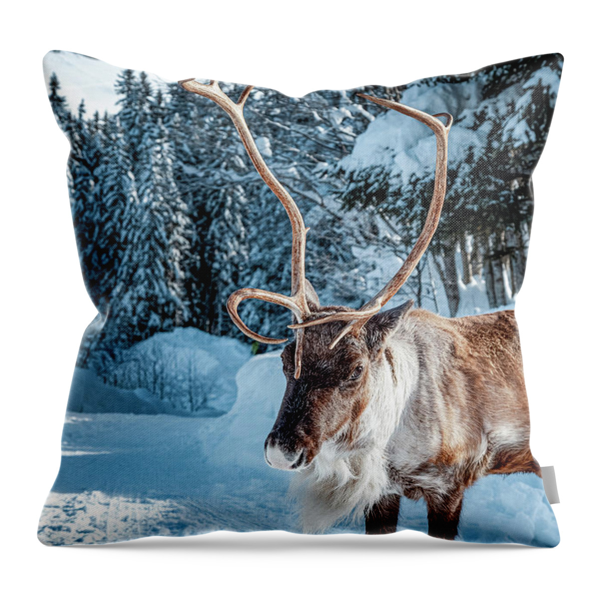 Geneva Throw Pillow featuring the photograph A reindeer walks on a snowy road by Benoit Bruchez