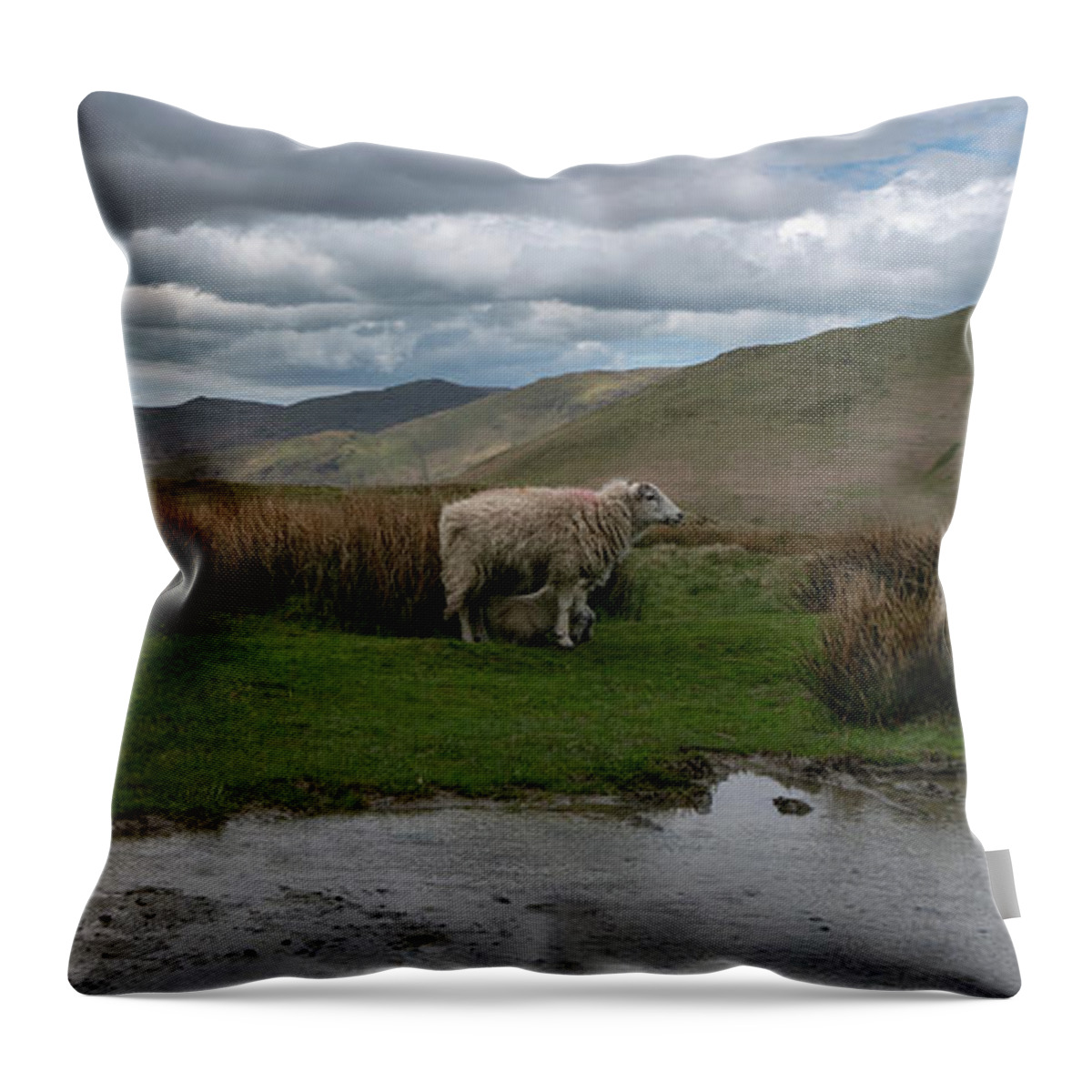 Sheep Throw Pillow featuring the photograph A sheep with her offspring at the side of the road in the mountains near Buttermere, England by Anges Van der Logt
