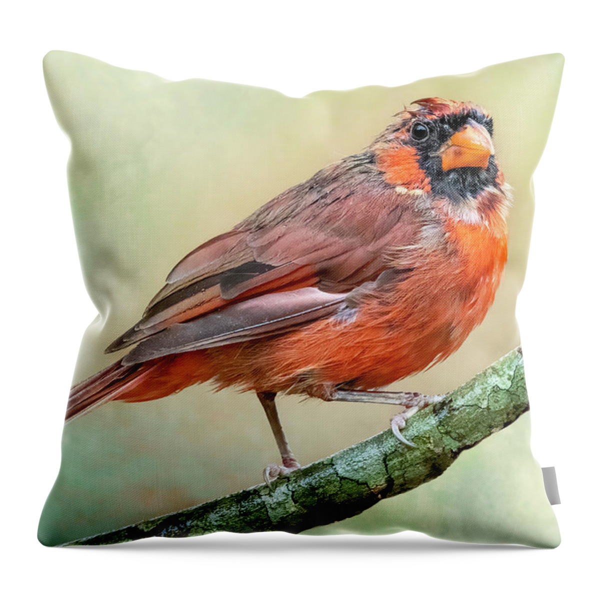 Cardinal Throw Pillow featuring the photograph A Sign from Heaven by Mary Buck
