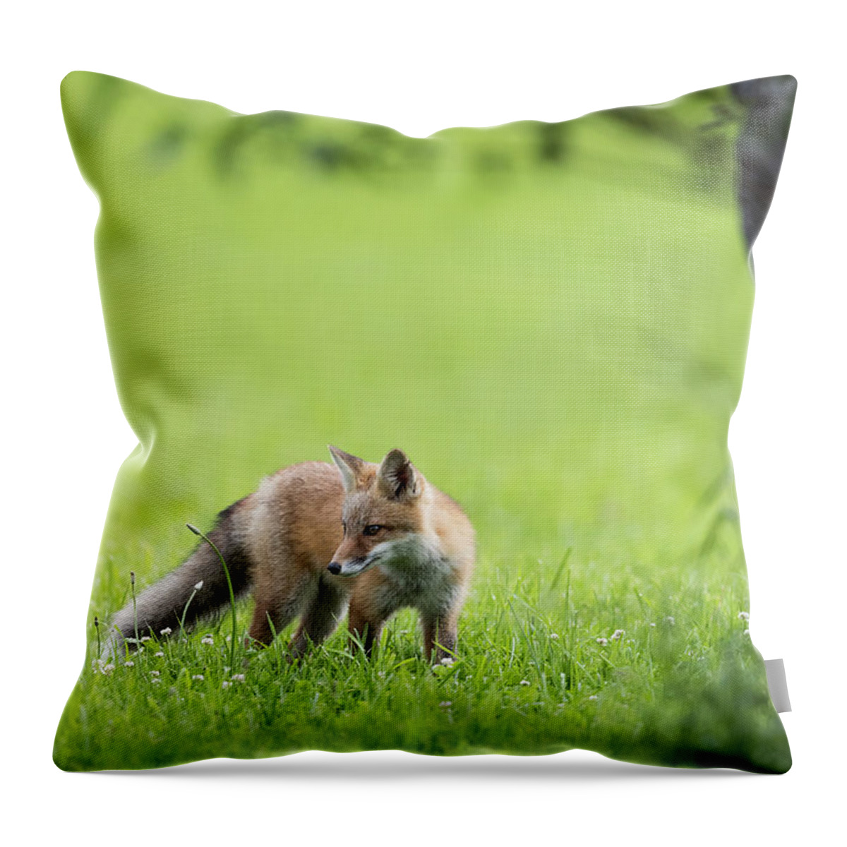 Red Fox Throw Pillow featuring the photograph A Summer Morning by Everet Regal