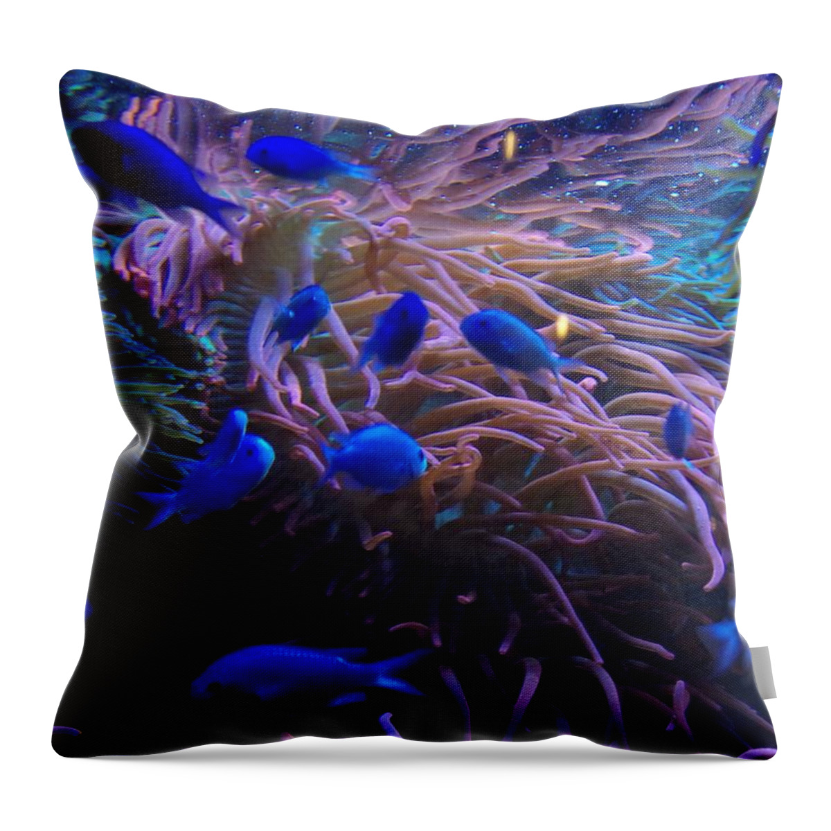 Fish Throw Pillow featuring the photograph A touch of blue by Bess Carter