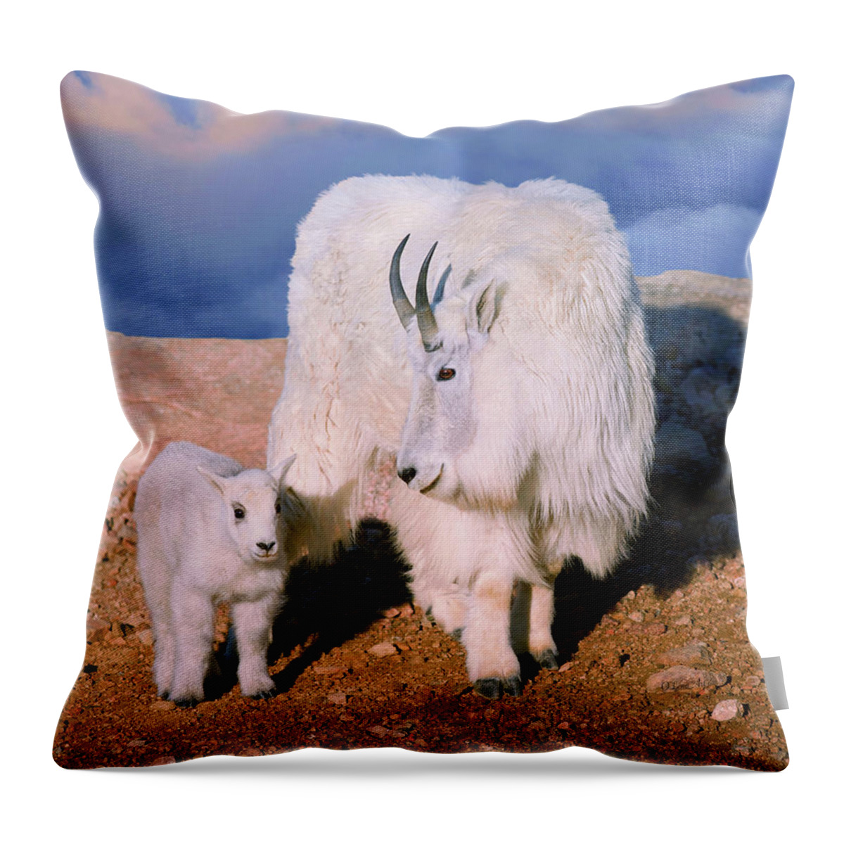 Olena Art Throw Pillow featuring the photograph Above The Clouds. Mother and Kid - A young Rocky Mountain Goat stands inquisitively next to its Mom. by Lena Owens - OLena Art Vibrant Palette Knife and Graphic Design