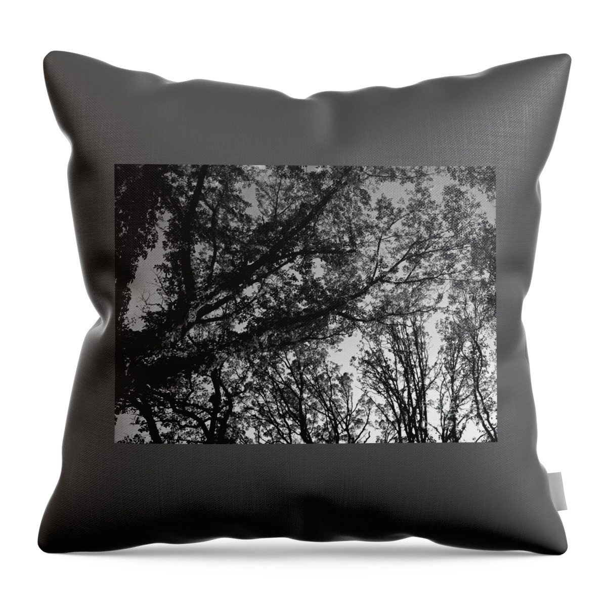 Monochrome Throw Pillow featuring the photograph Abstract Autumn Sunlit Tree Branches - Mono by Frank J Casella