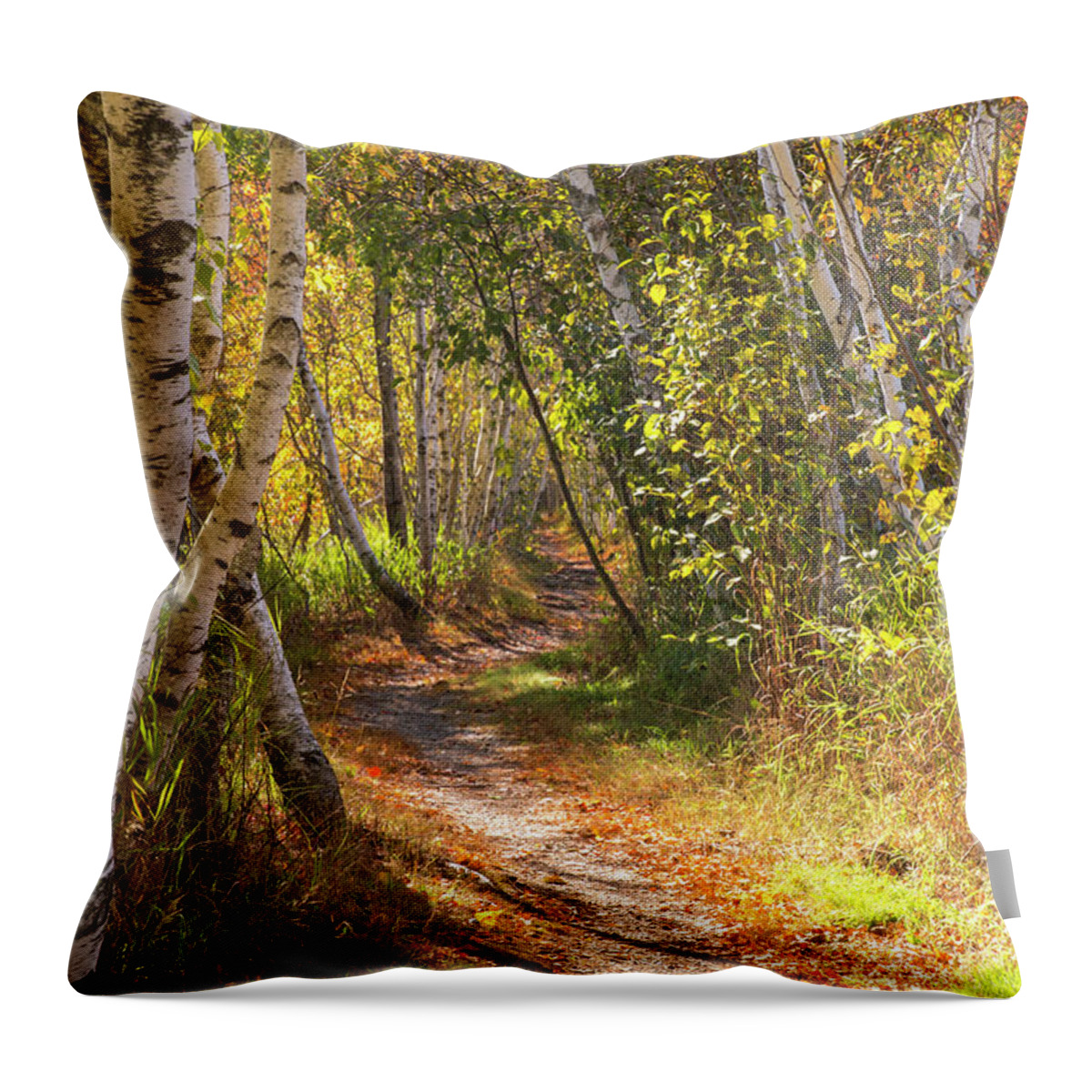 Acadia Throw Pillow featuring the photograph Acadia Hemlock Trail Birches by White Mountain Images
