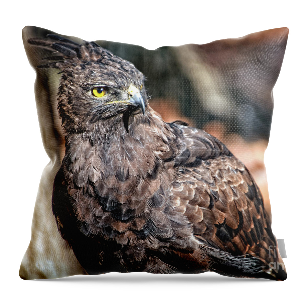 Bird Throw Pillow featuring the photograph Accipitridae by Tom Watkins PVminer pixs