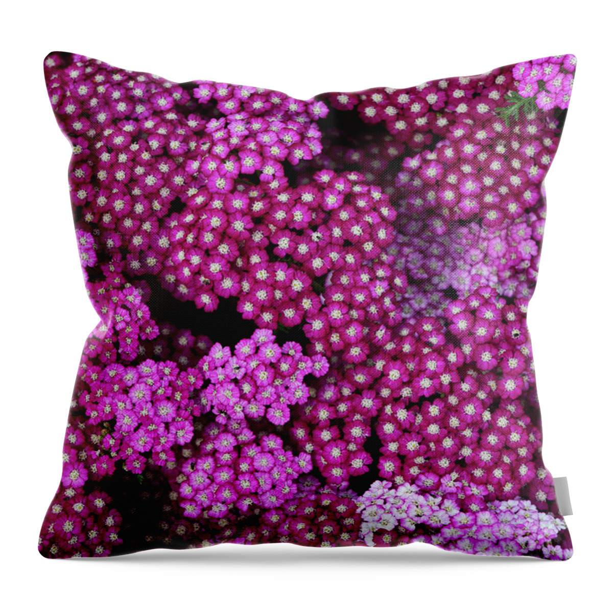 Achillea Throw Pillow featuring the photograph Achillea New Vintage Violet Flowers by Tim Gainey