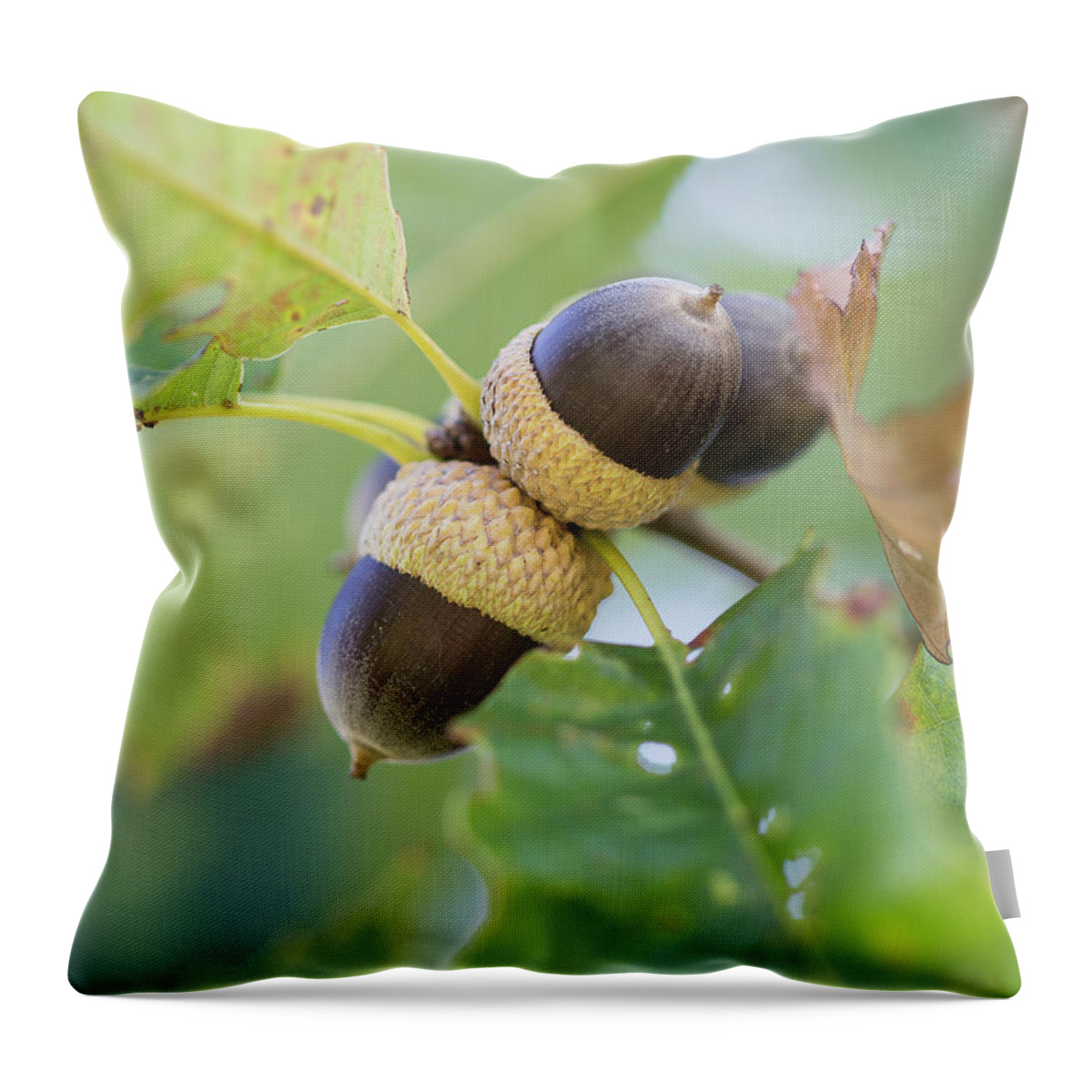 Acrons Throw Pillow featuring the photograph Acorns by David Beechum