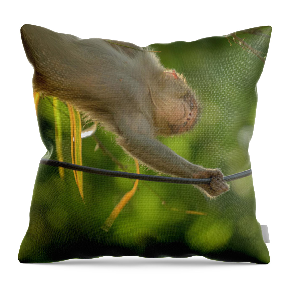 Bardia National Park Throw Pillow featuring the photograph Acrobatic Juvenile Macaque by Adrian O Brien