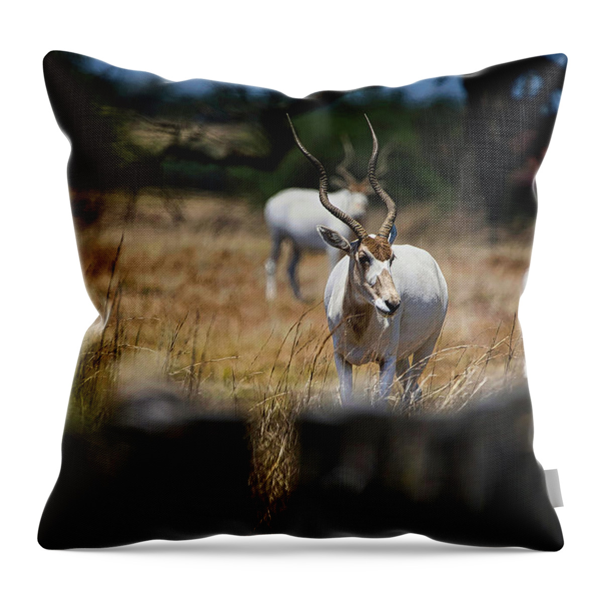 Addax Throw Pillow featuring the photograph Addax Antelope by Rene Vasquez
