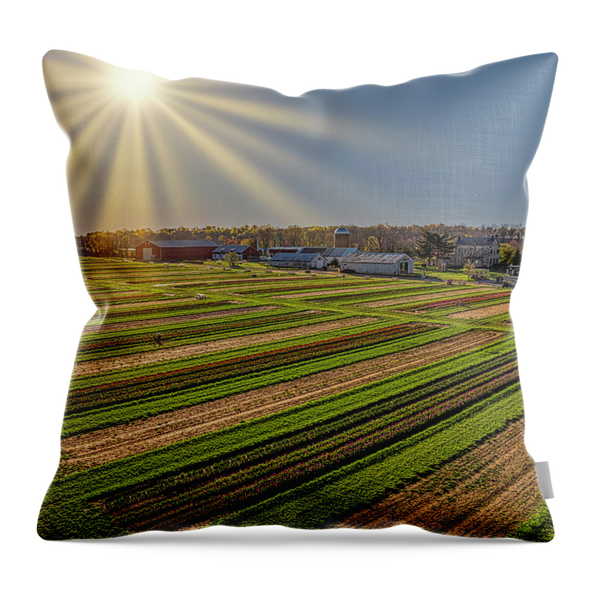 Tulip Throw Pillow featuring the photograph Aerial Tulip Farm by Susan Candelario